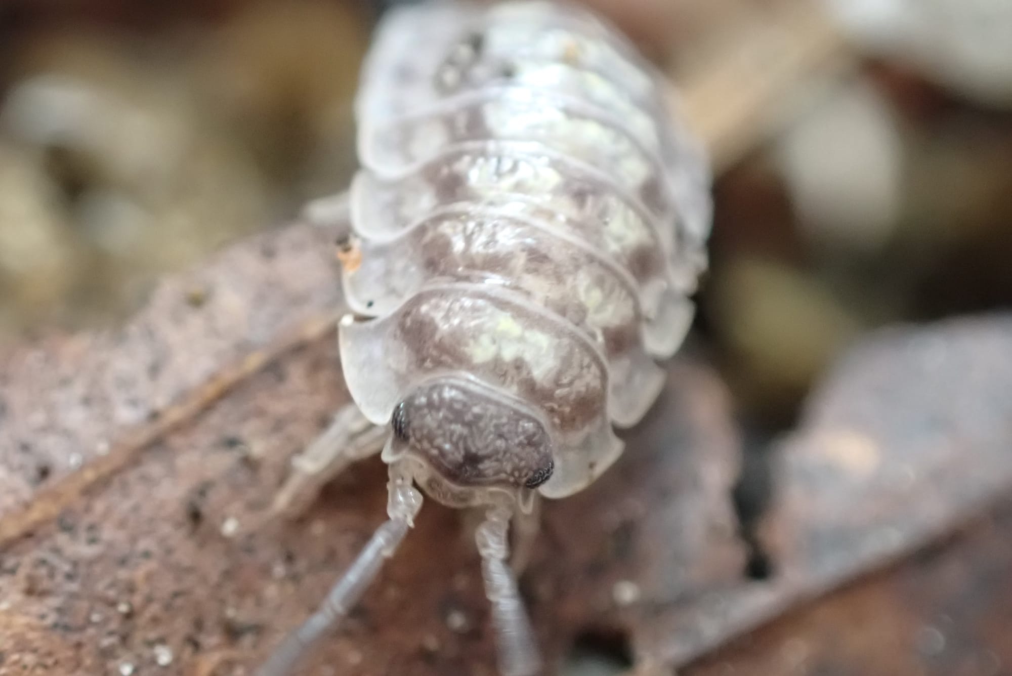 Oniscus Asellus