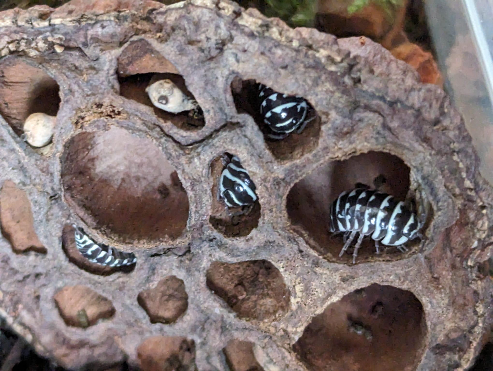Armadillidium Maculatum "Zebra"