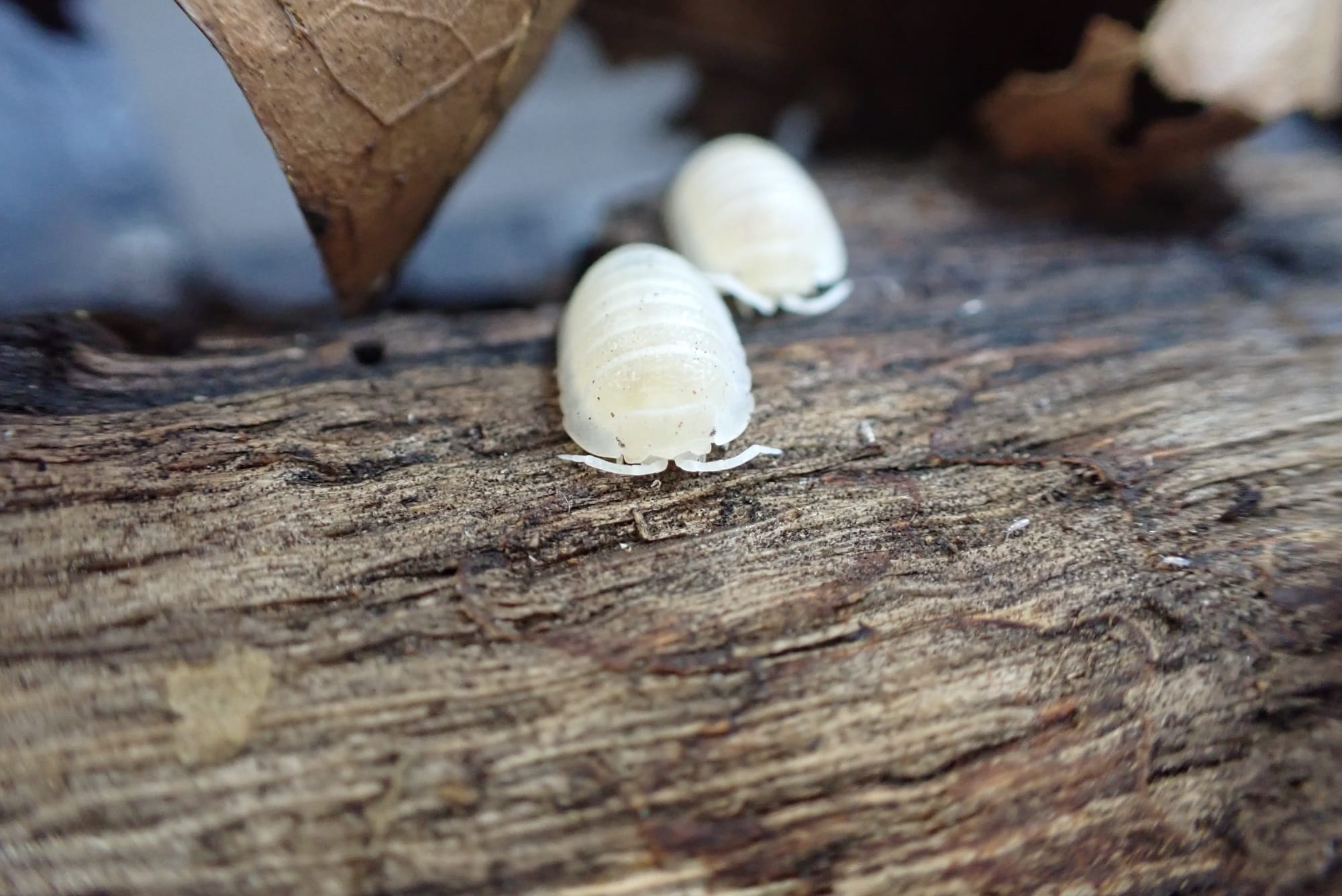 Armadillidium Granulatum "White Pearl"