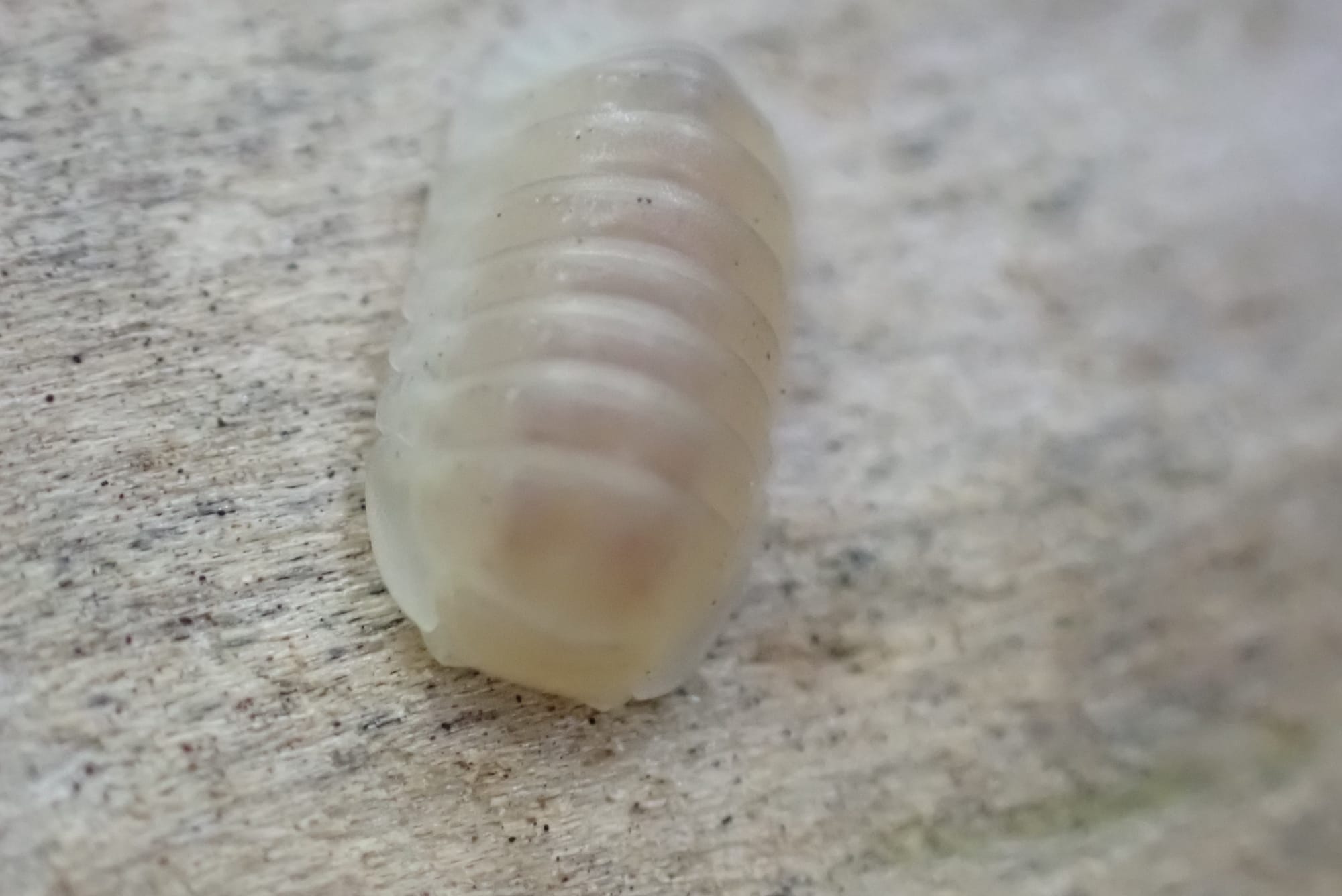 Cubaris Murina "Glacier"