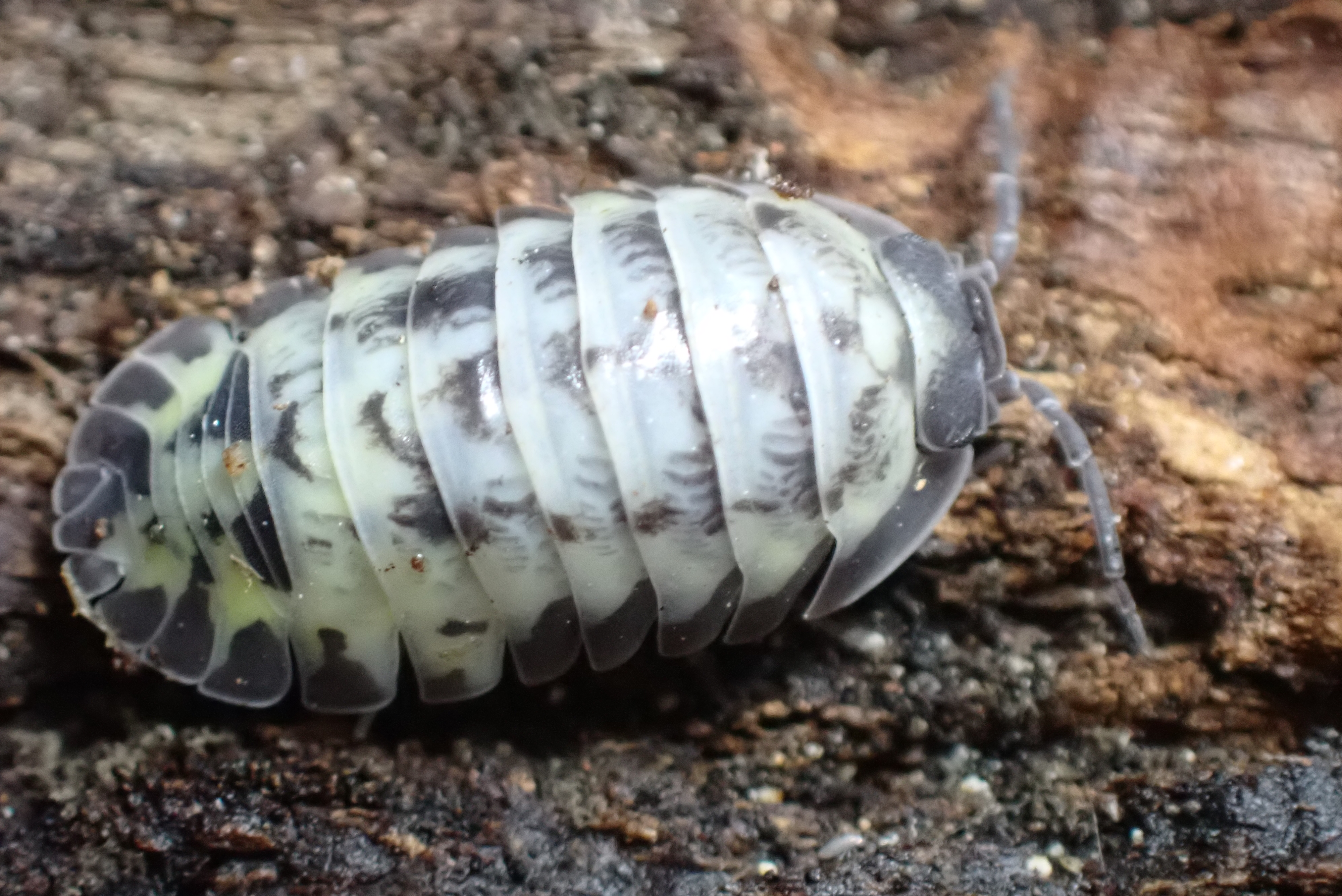 Armadillidium Gestroi "Milky Way"