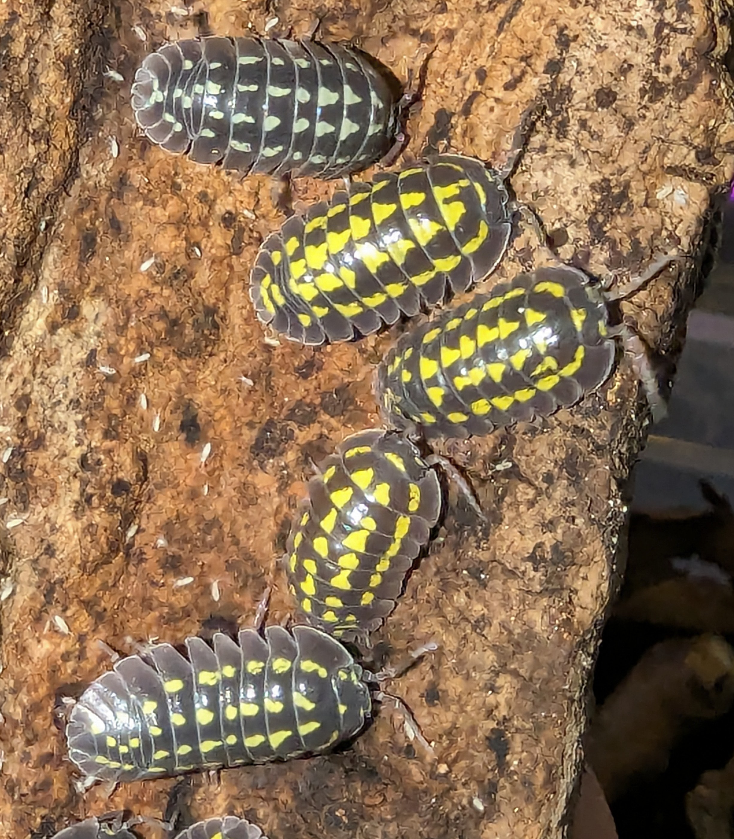 Armadillidium Gestroi