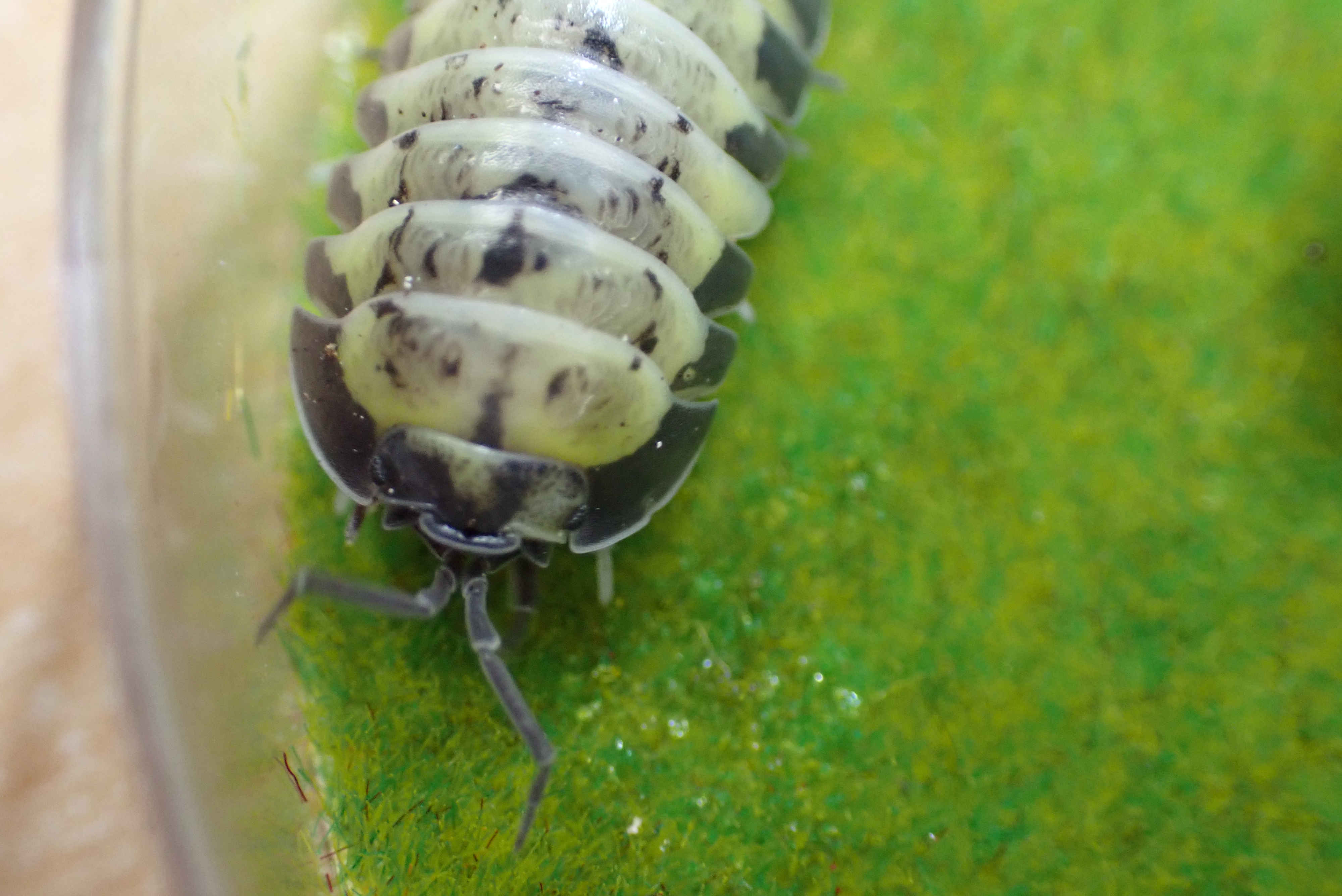 Armadillidium Gestroi "Milky Way"