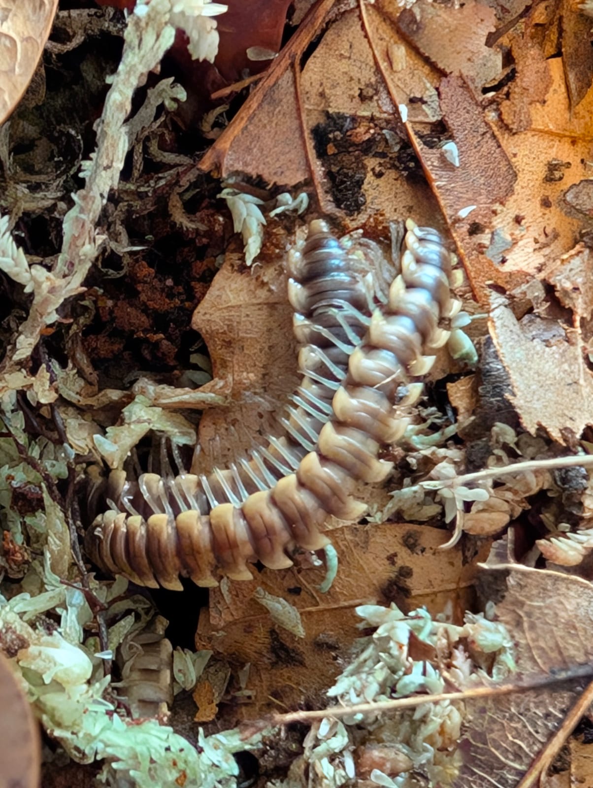 Orthomorpha sp. Yellow Spike
