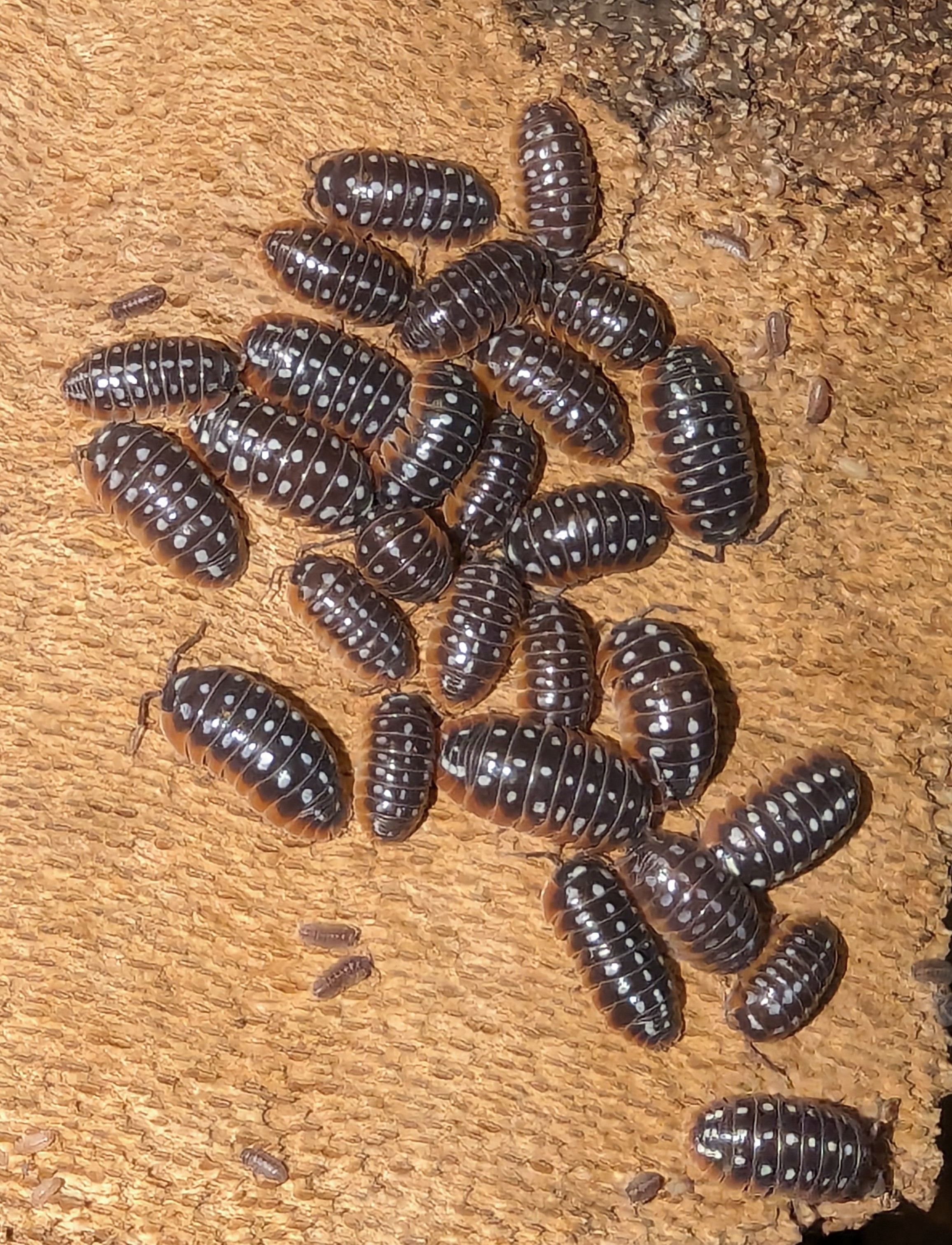 Armadillidium Klugii "Slano"