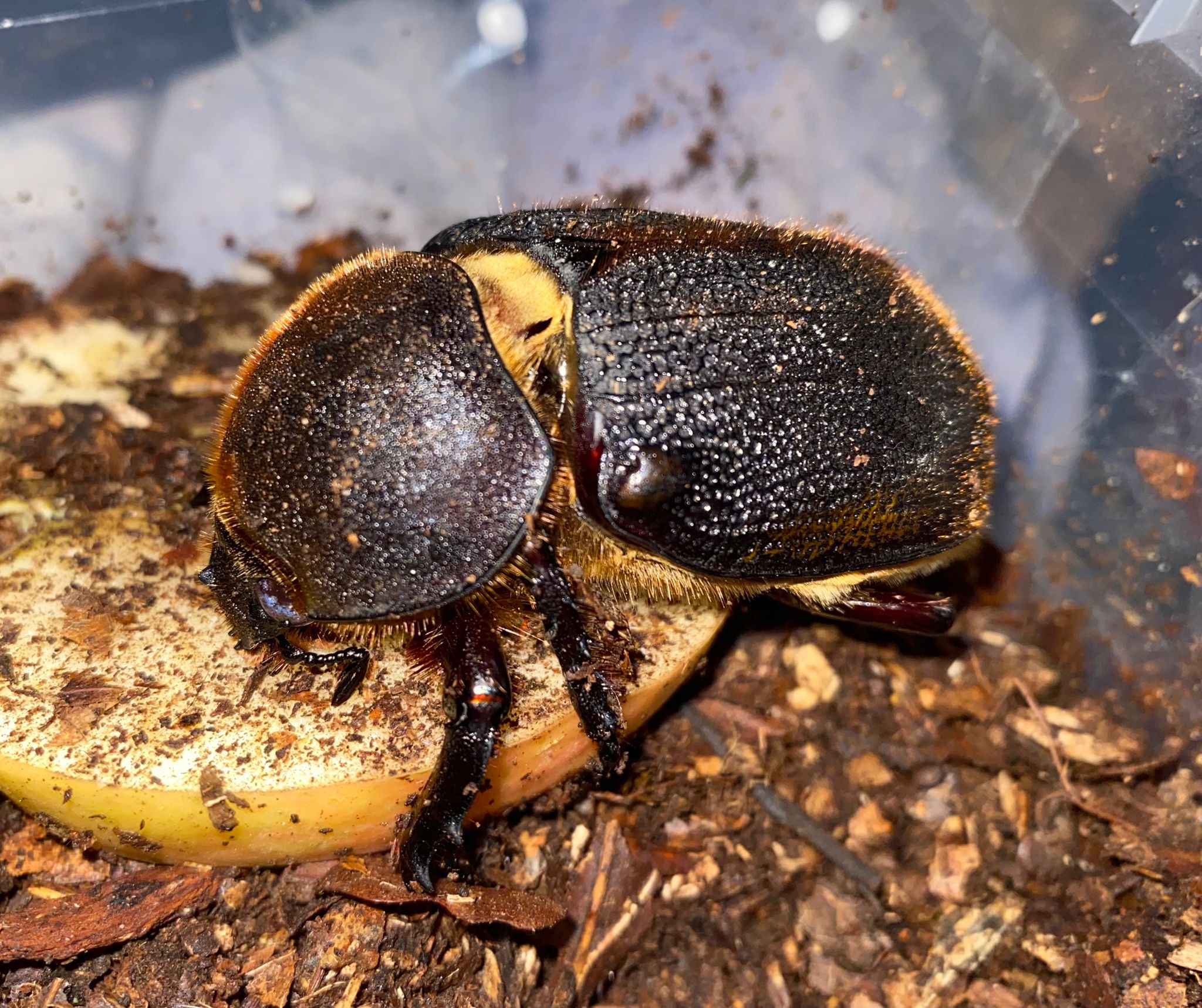 Dynastes Hercules Lychi - Hercules Rhino Beetle