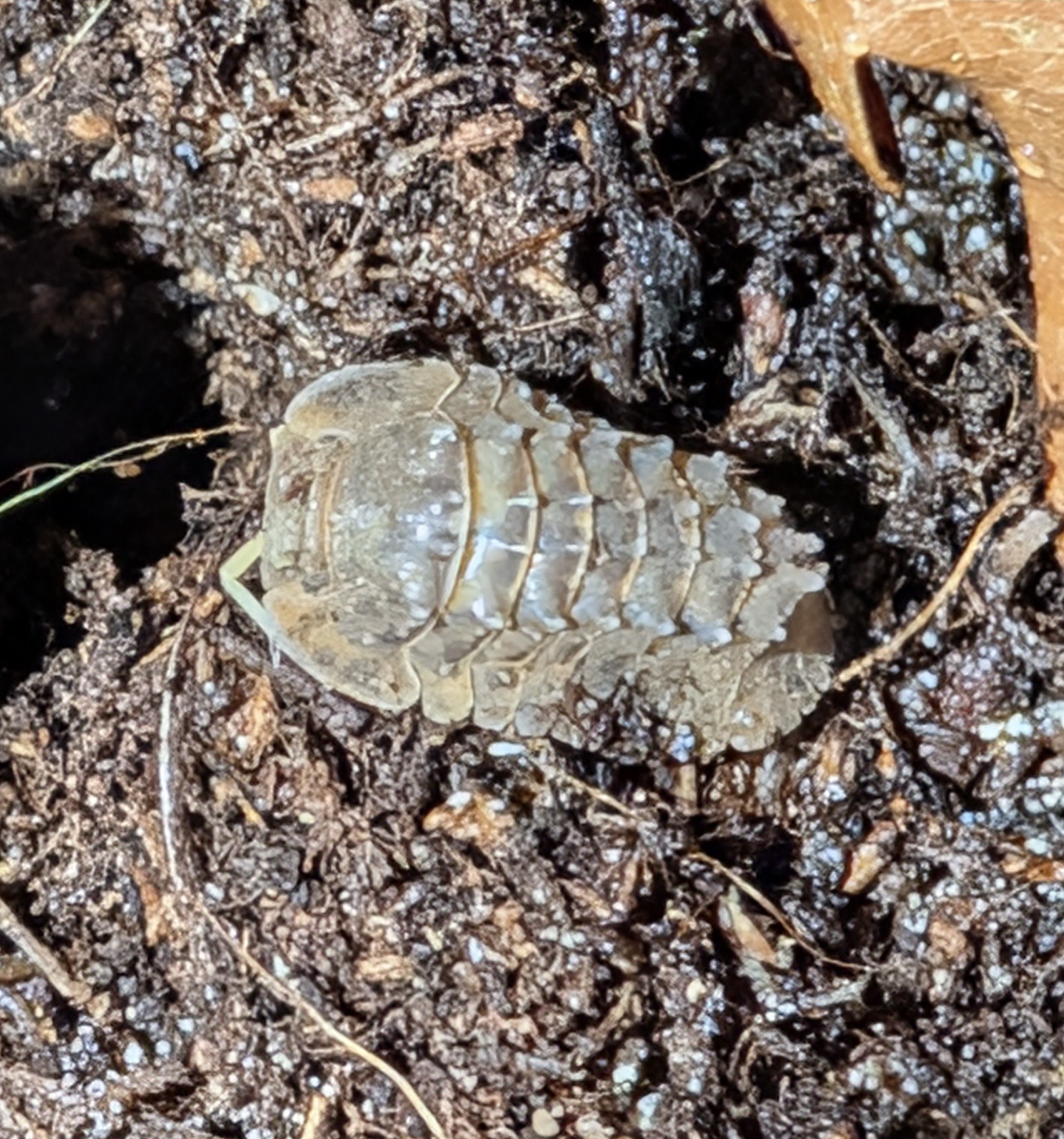Armadillidae sp. Crocodillo