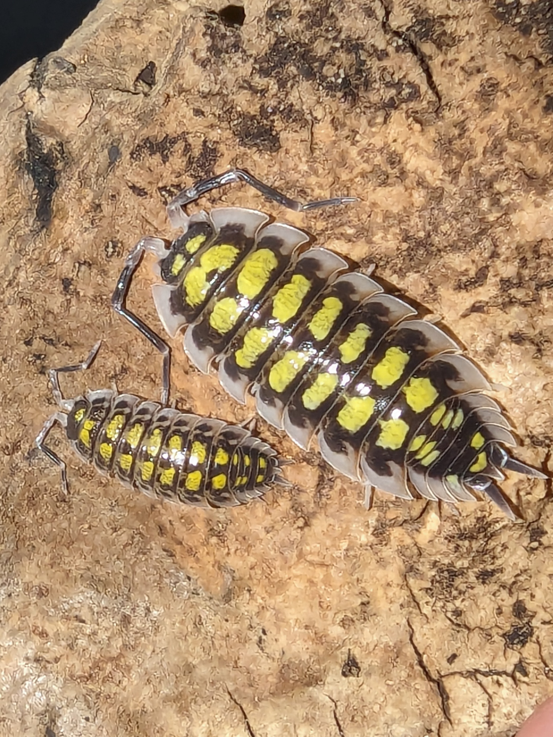 Porcellio Hassi High Yellow
