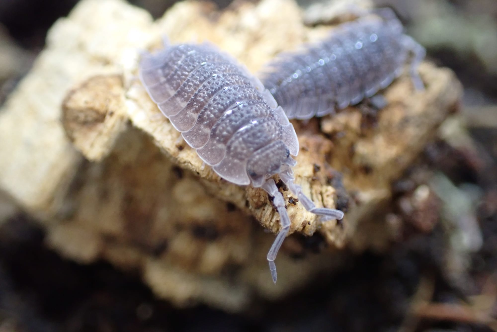 Porcellio Echinatus