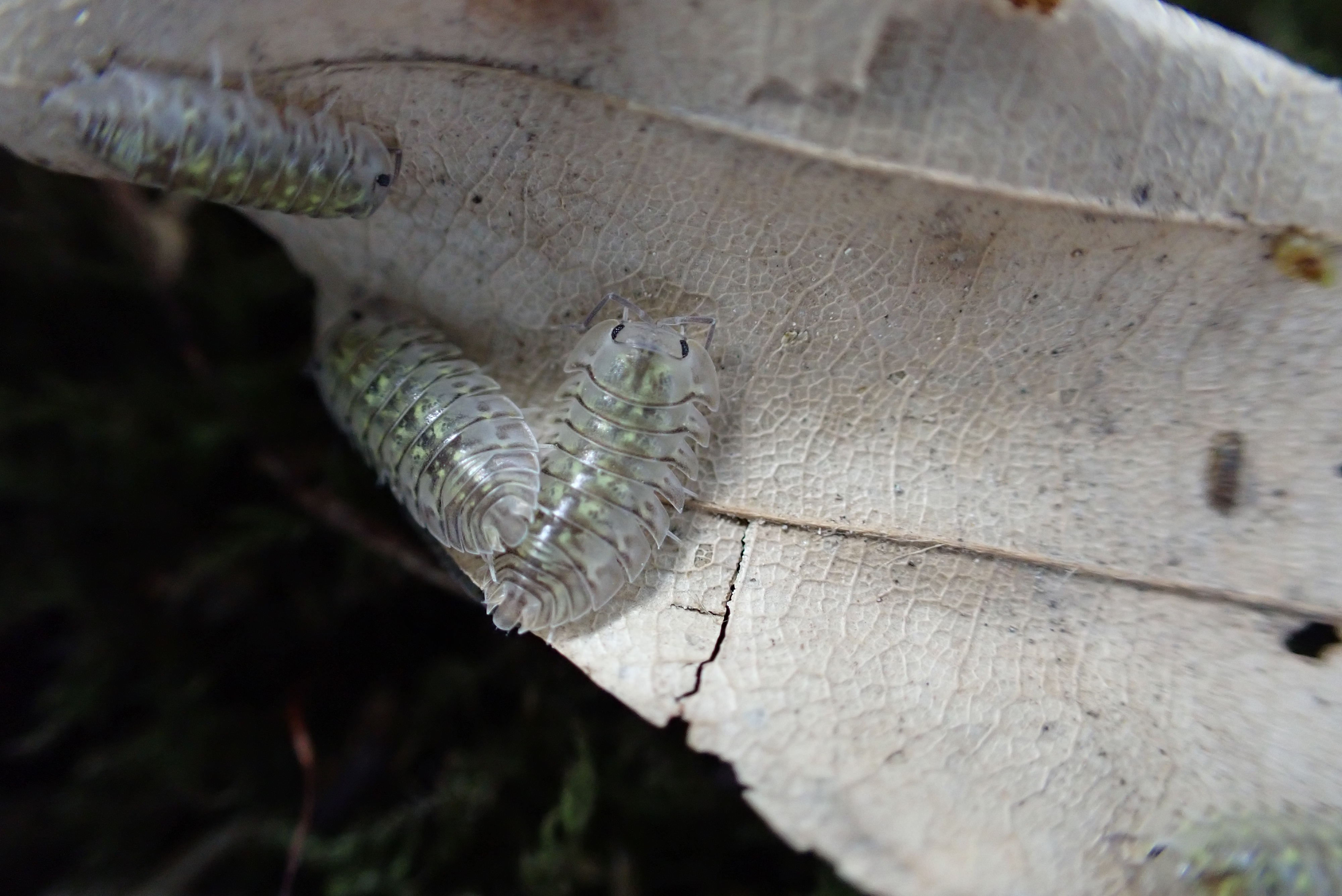 Troglodillo Camouflage