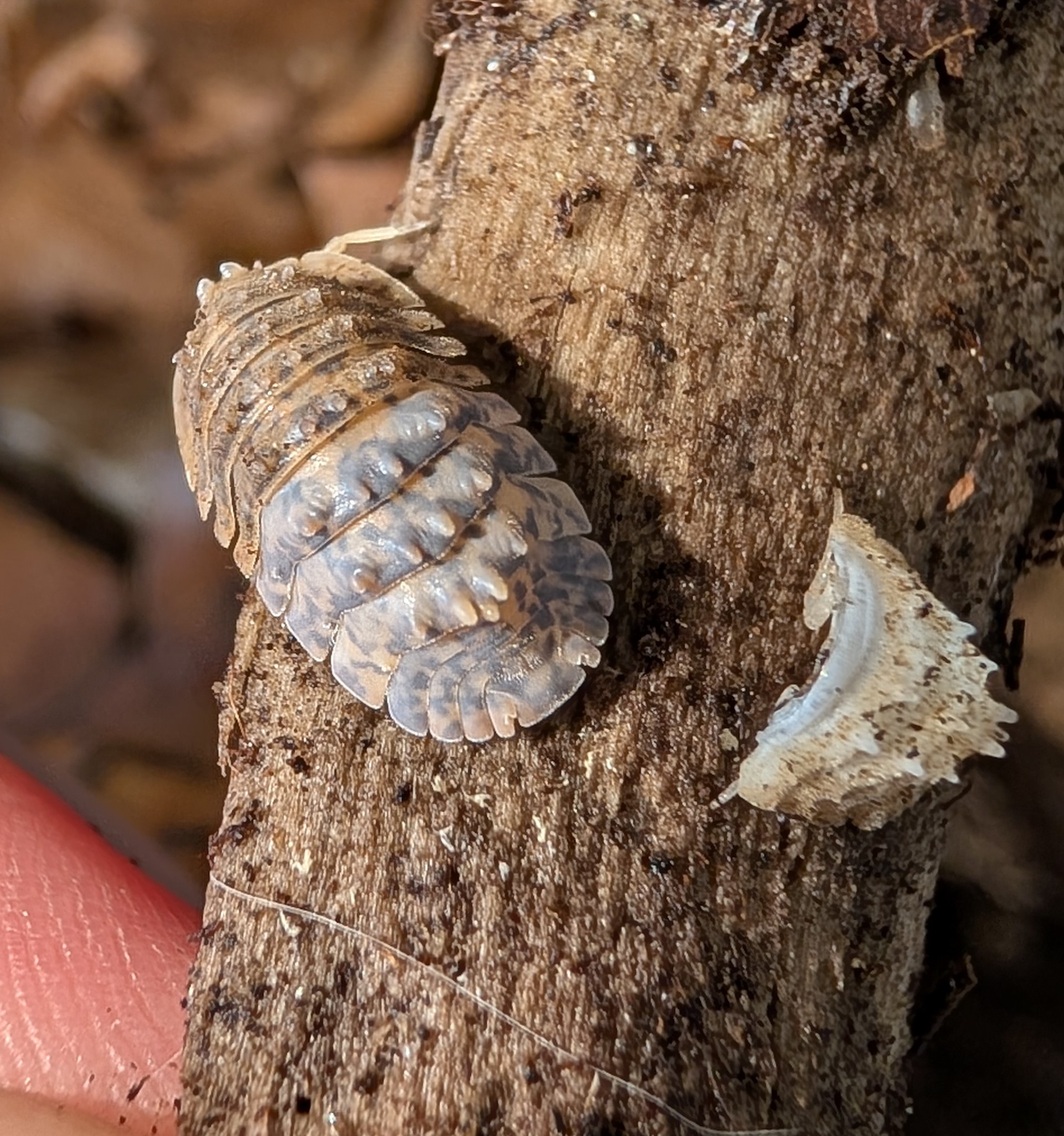 Armadillidae sp. Crocodillo