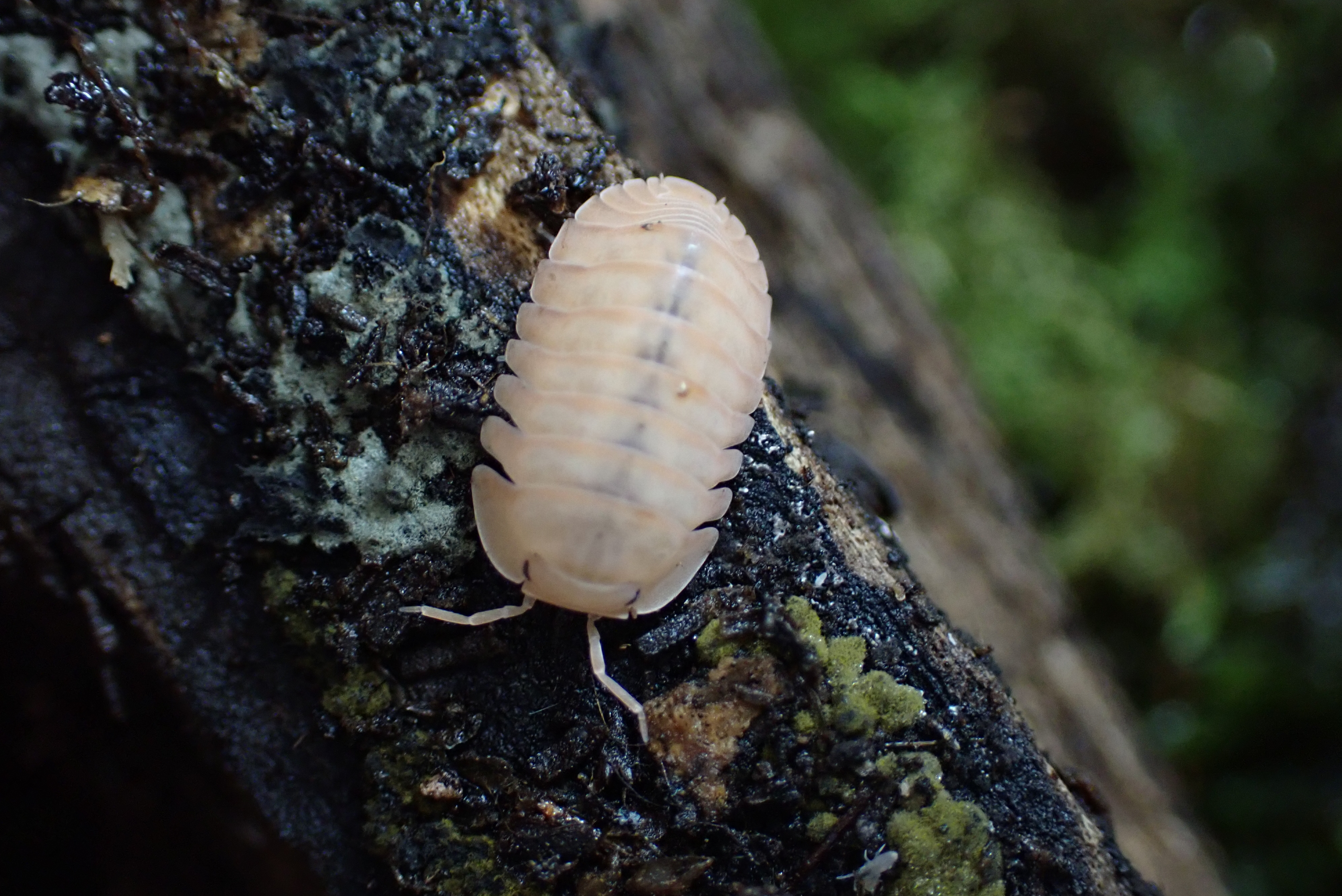 Cubaris Rosea