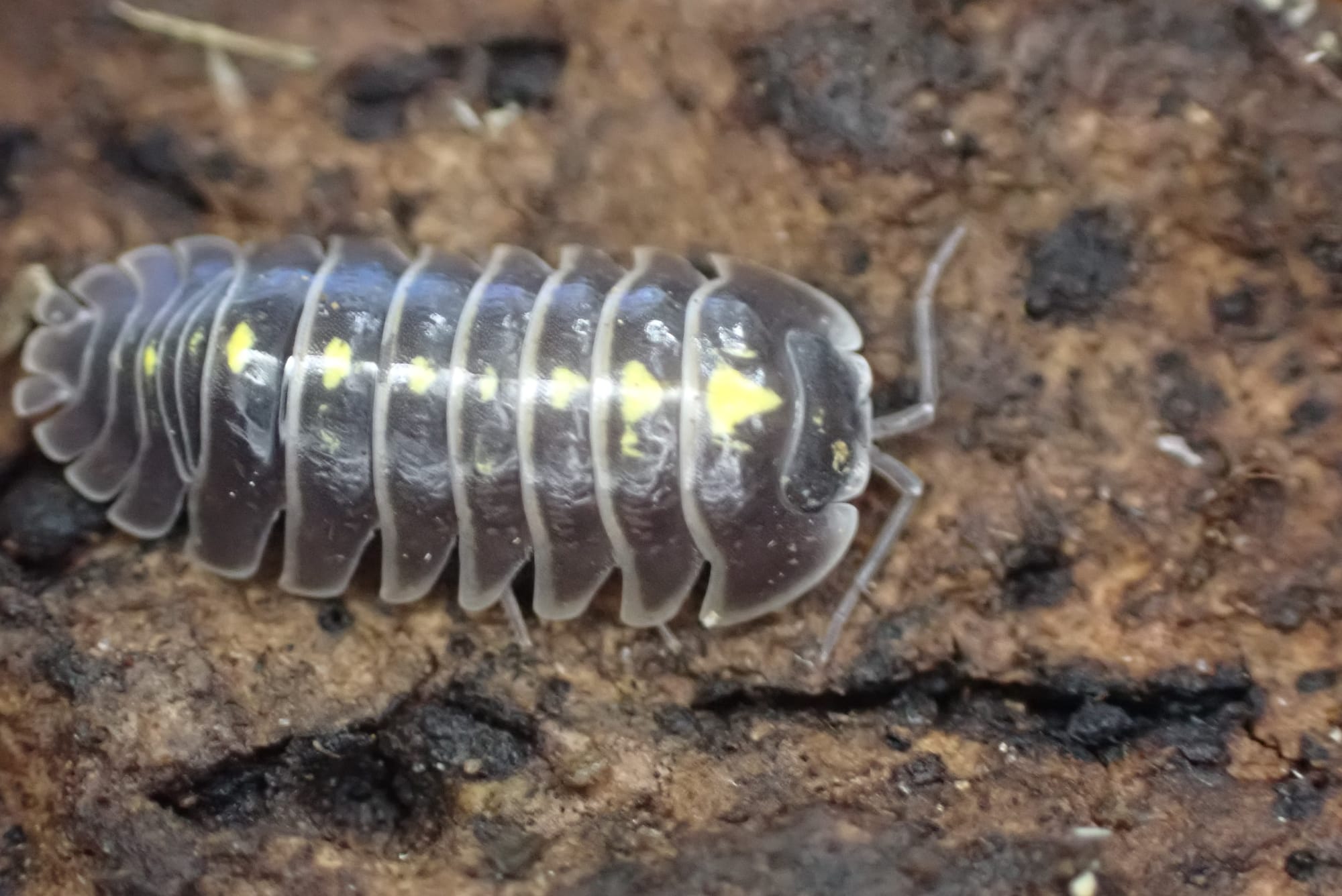 Armadillidium Germanicum "Darth Vader"