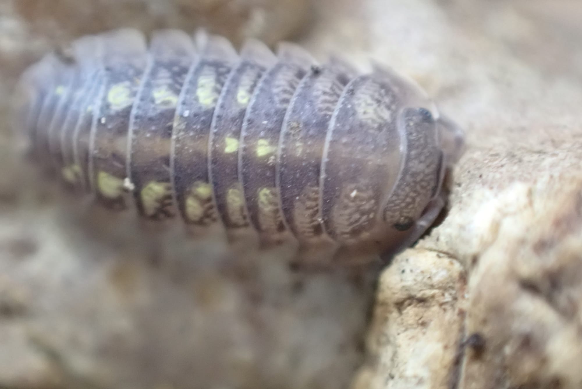 Armadillidium Granulatum