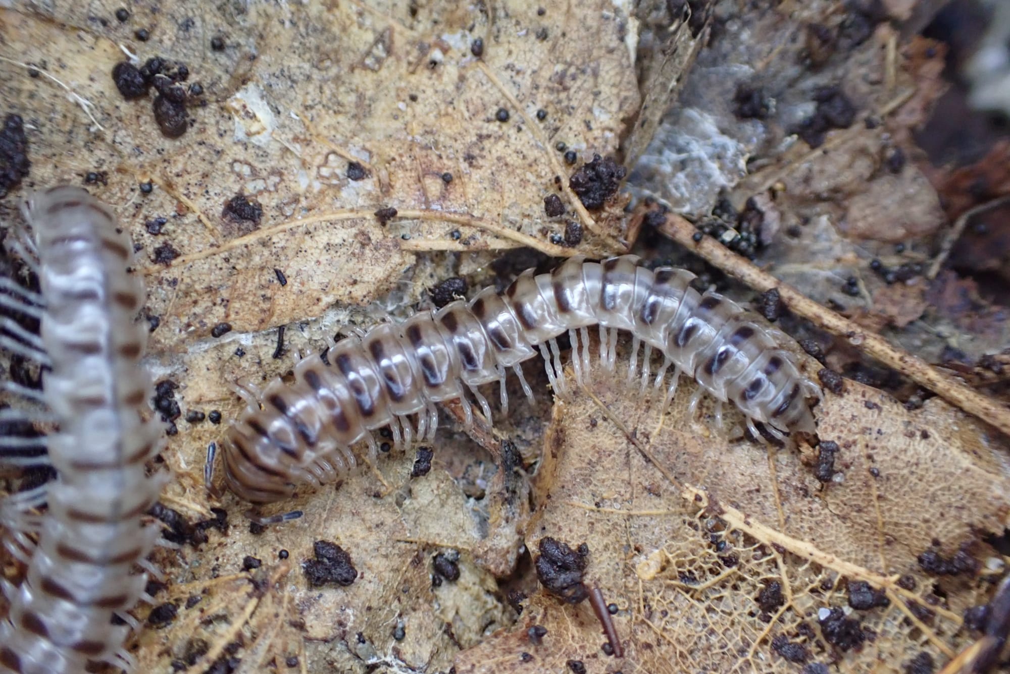 Orthomorpha sp. Okinawa