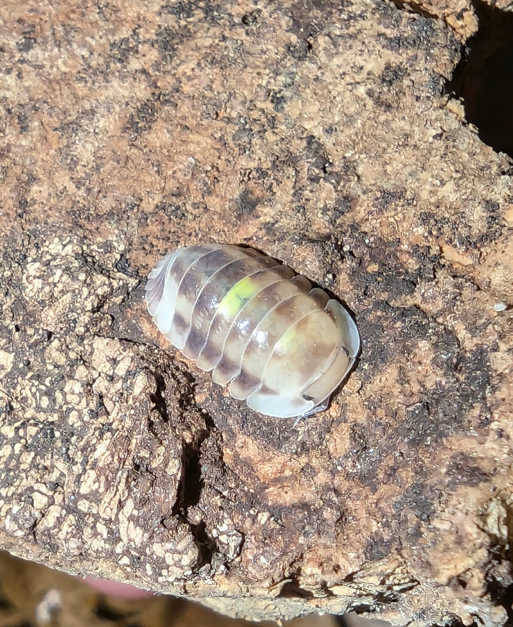 Cubaris Amber Firefly "LCF"