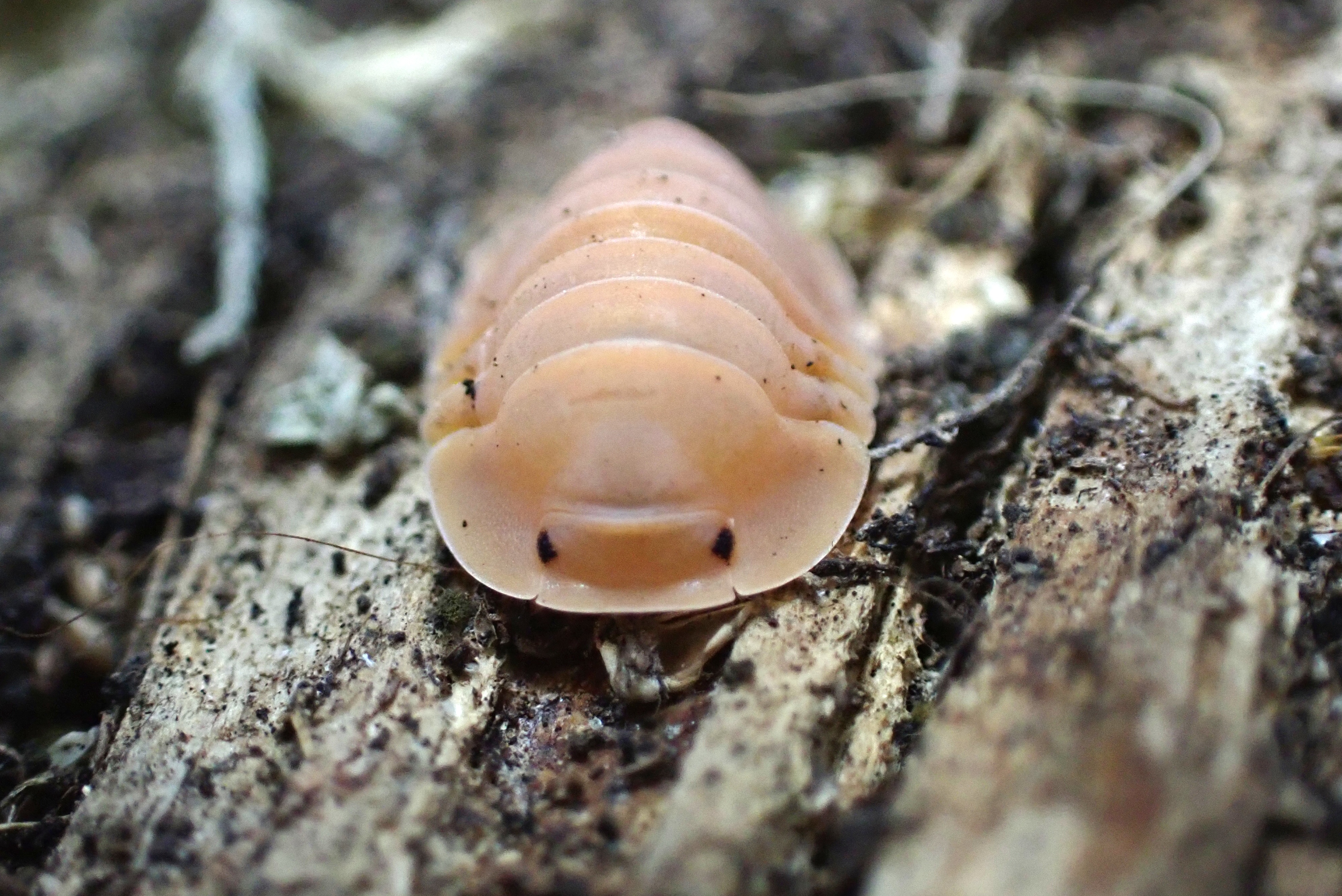 Cubaris Crabby