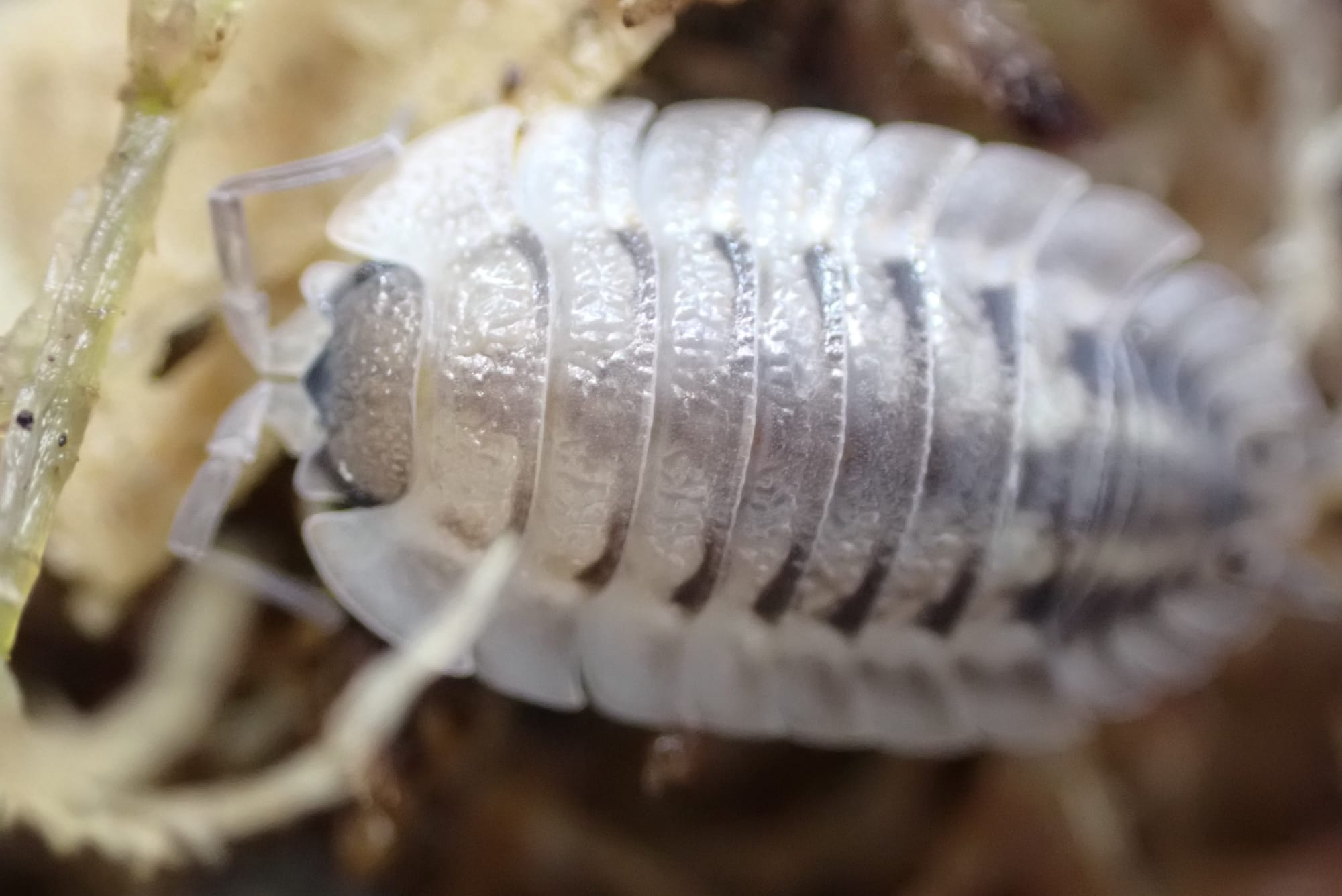Porcellio Spatulatus "Coros"
