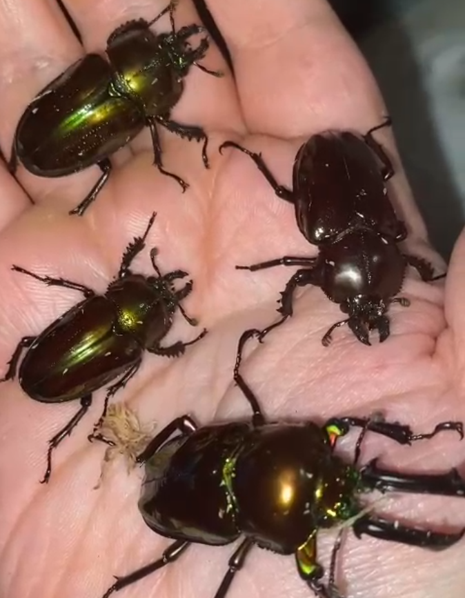 Phalacrognathus Muelleri - Rainbow Stag Beetle