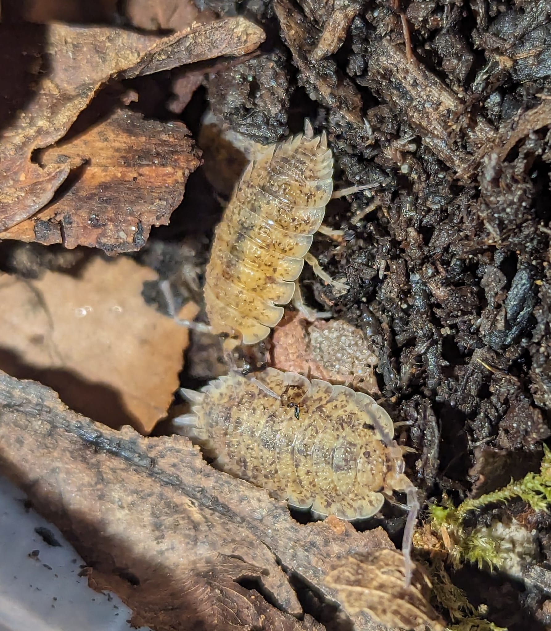 Porcellio Scaber "Arenaria"