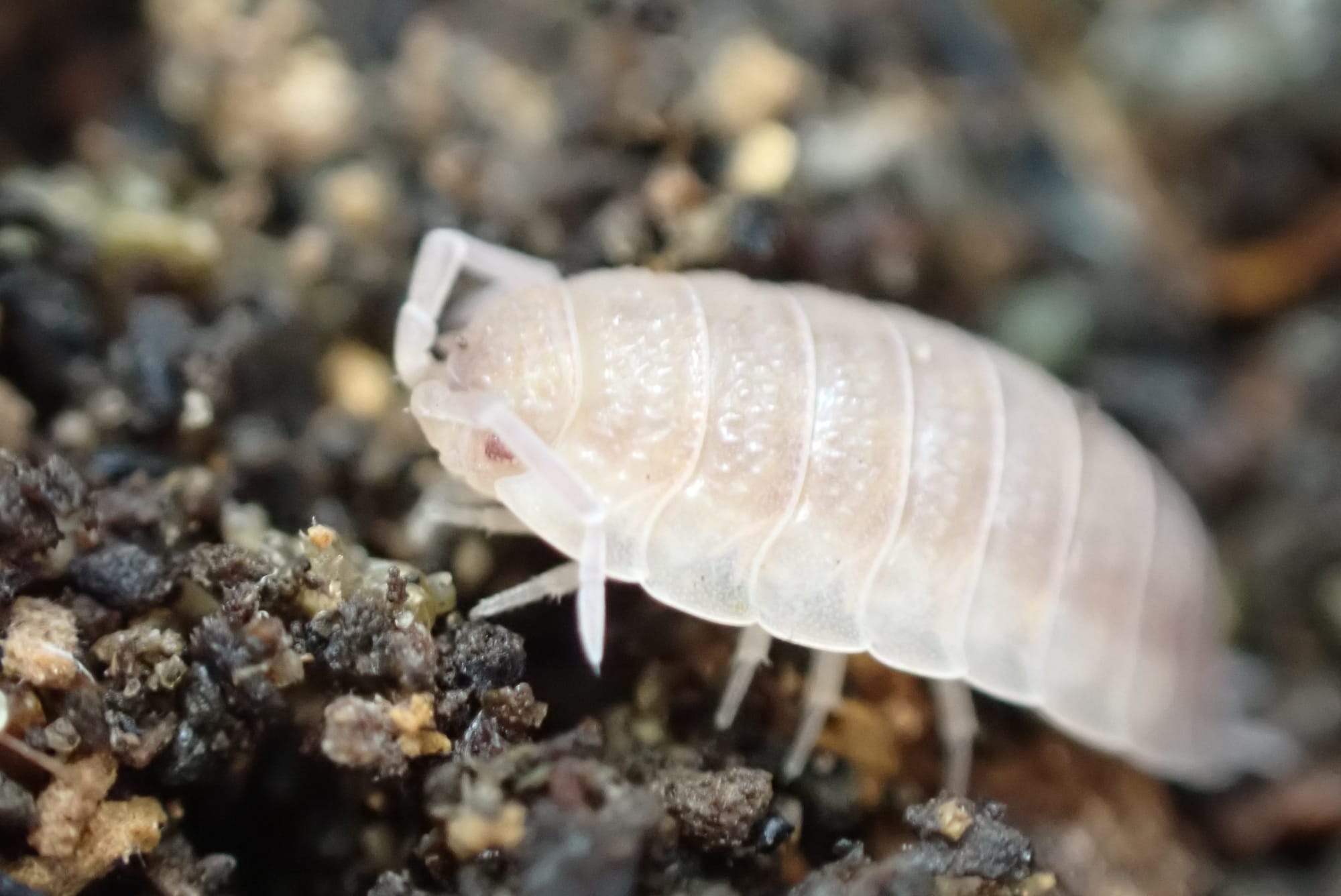 Porcellio Scaber "Ghost"