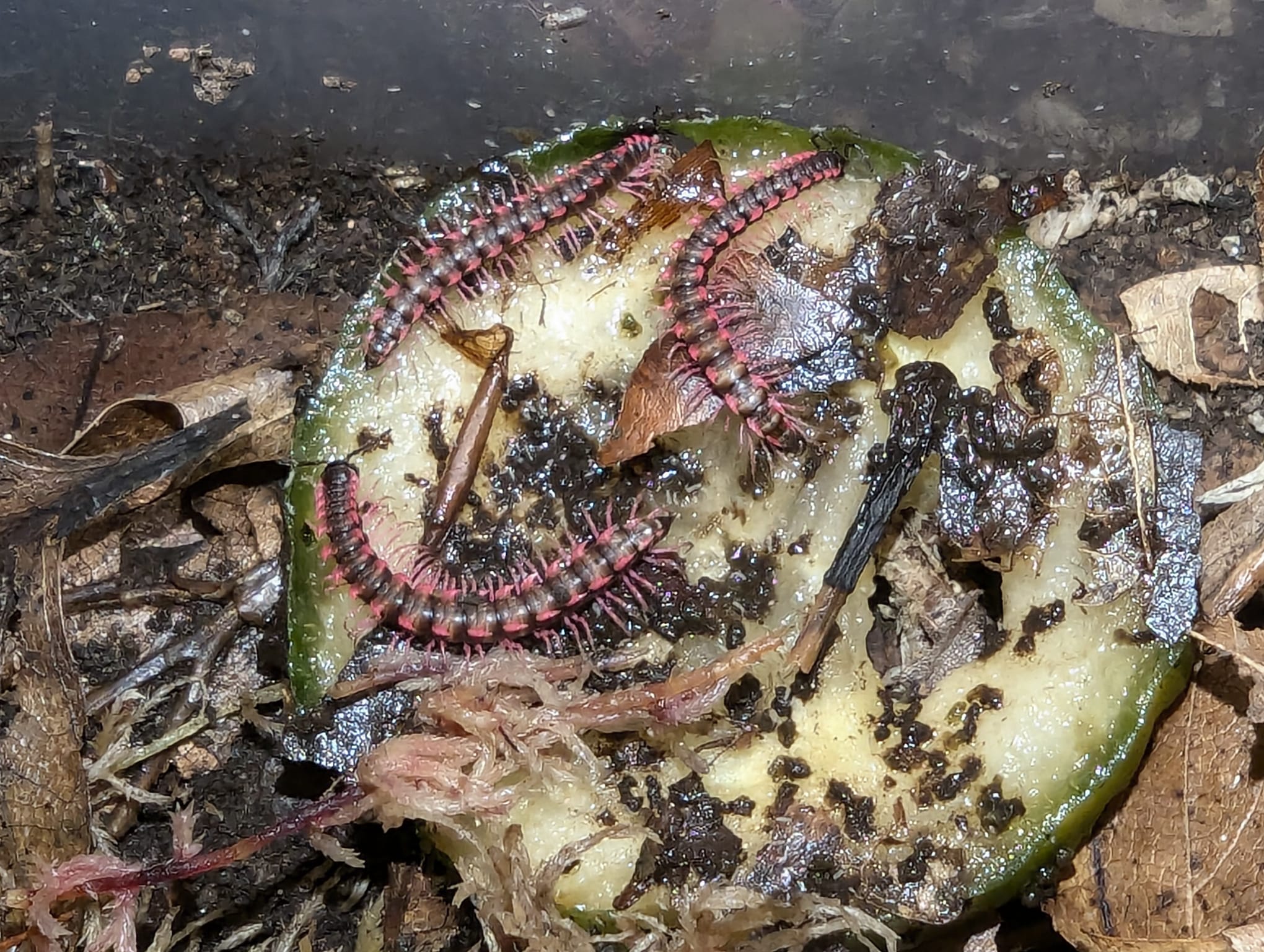 Desmoxytes Planata "Pink Dragon"