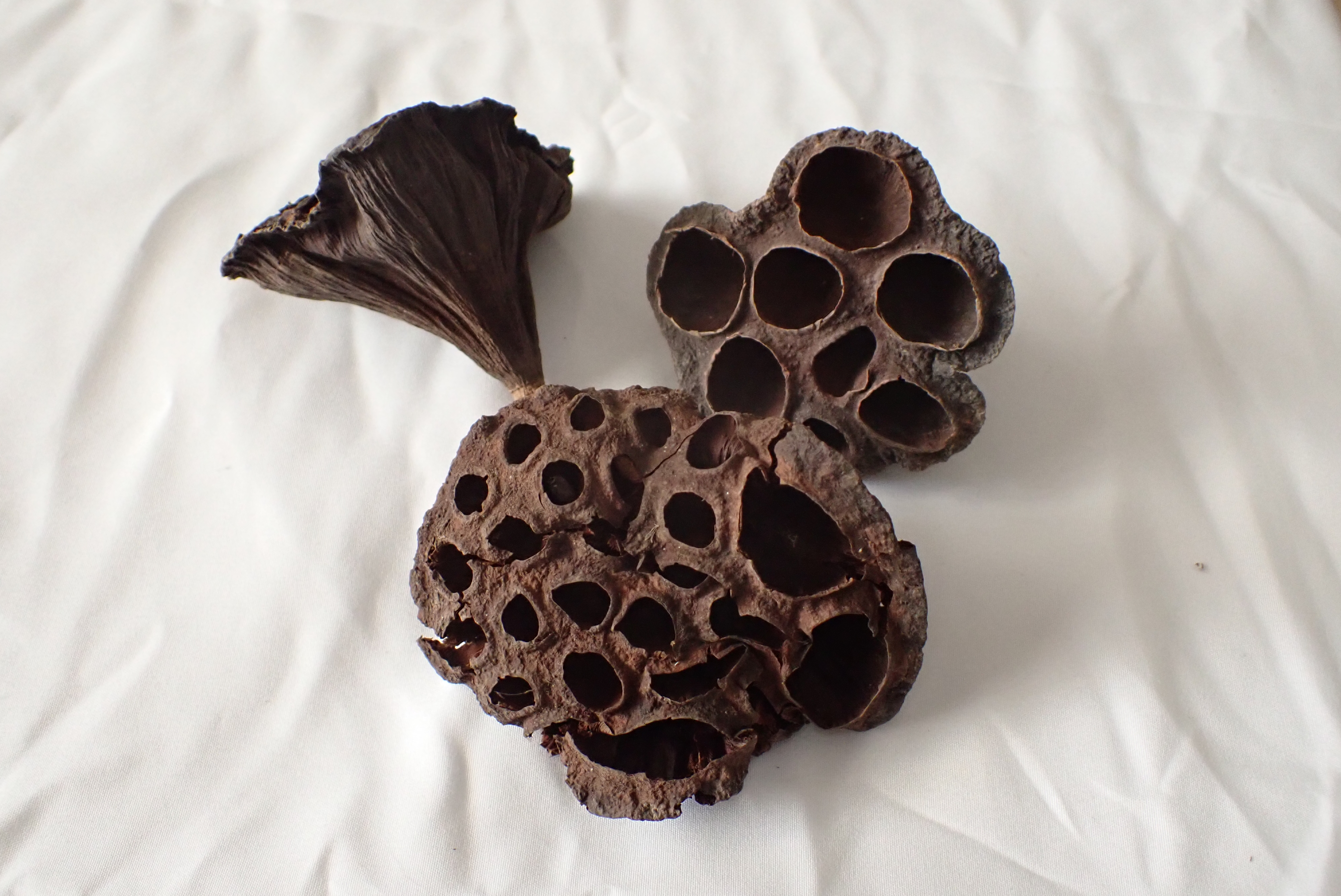 Lotus Pods