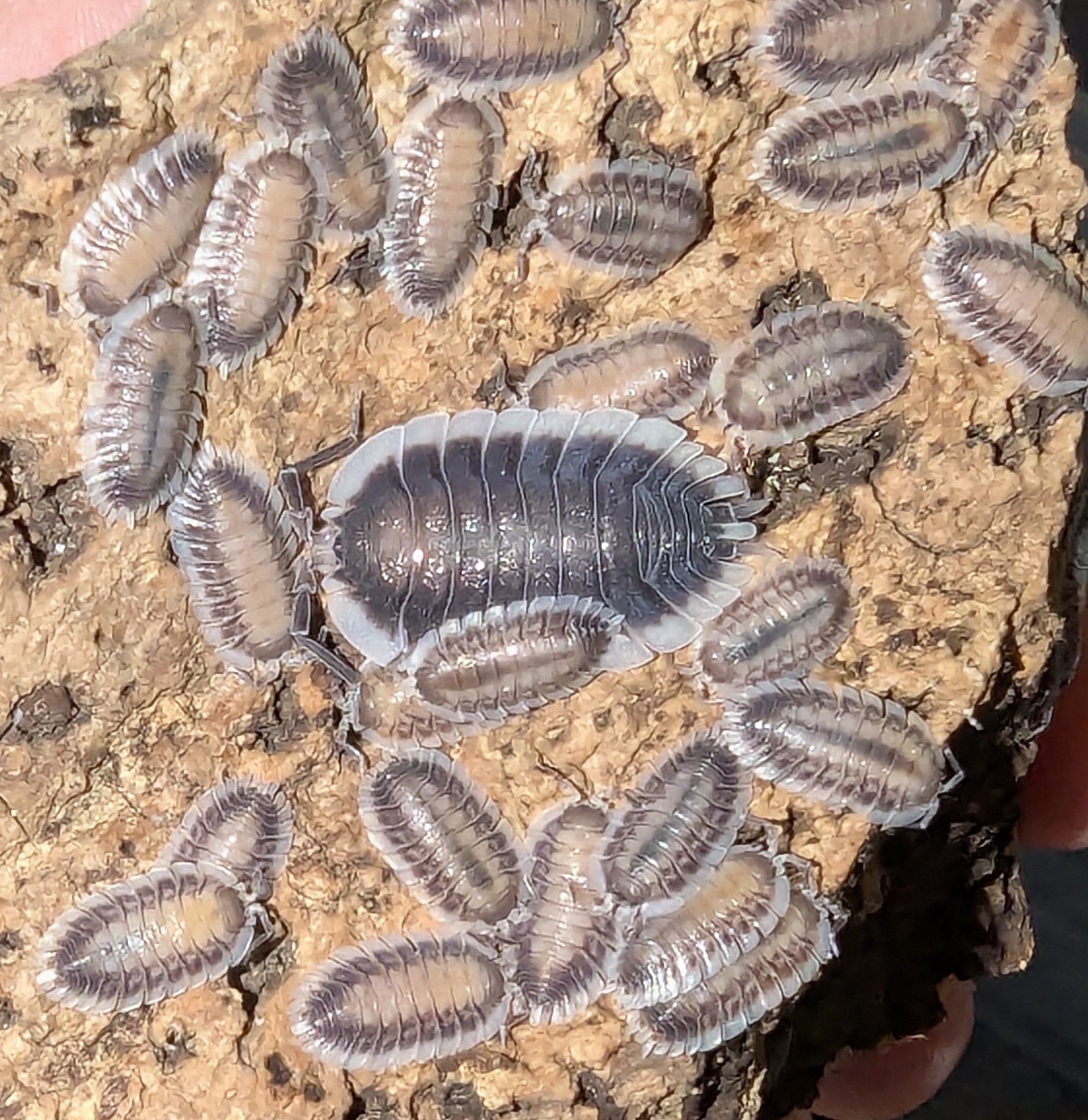 Porcellio Werneri