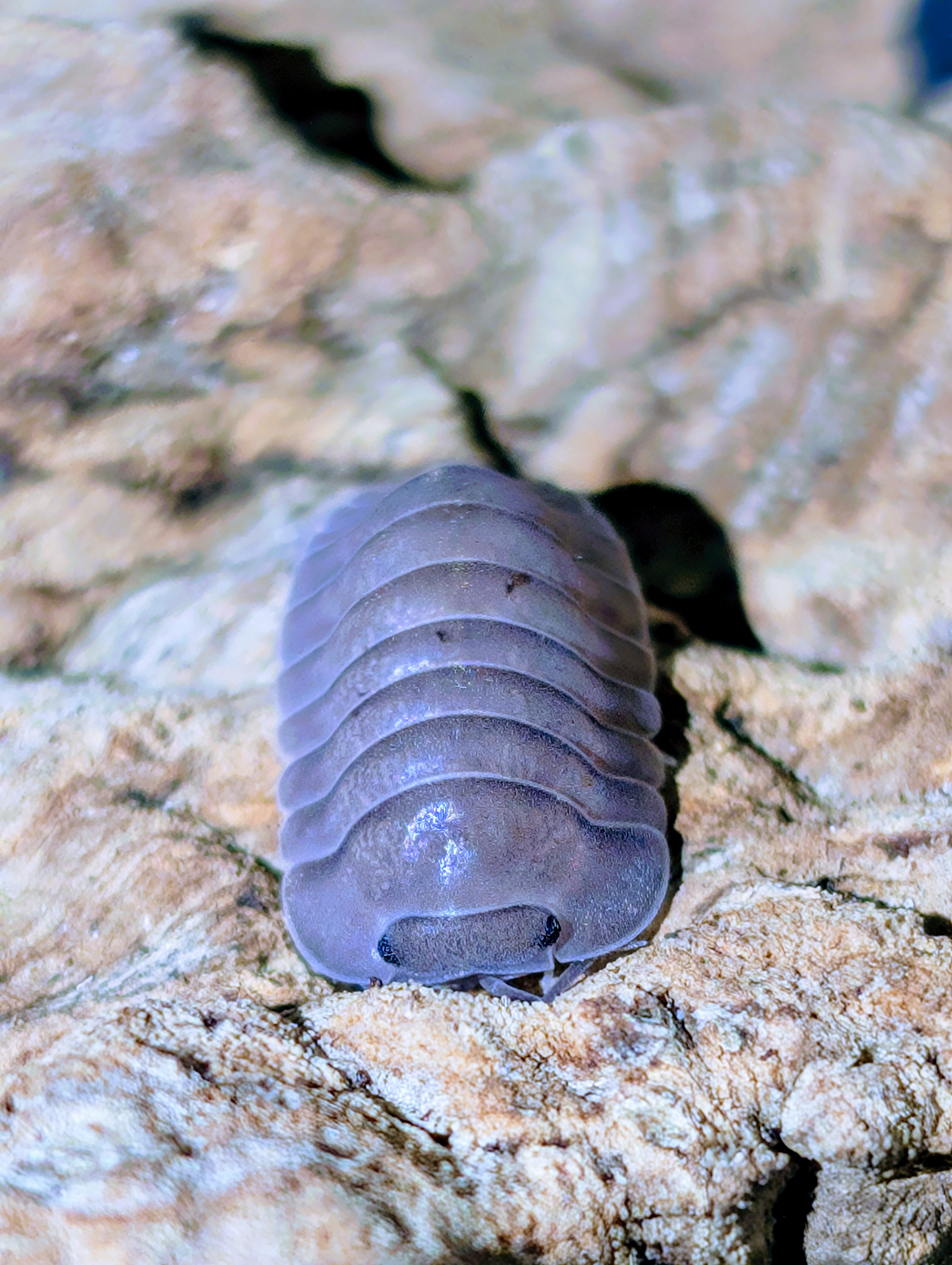 Cubaris Purple Giant Mini