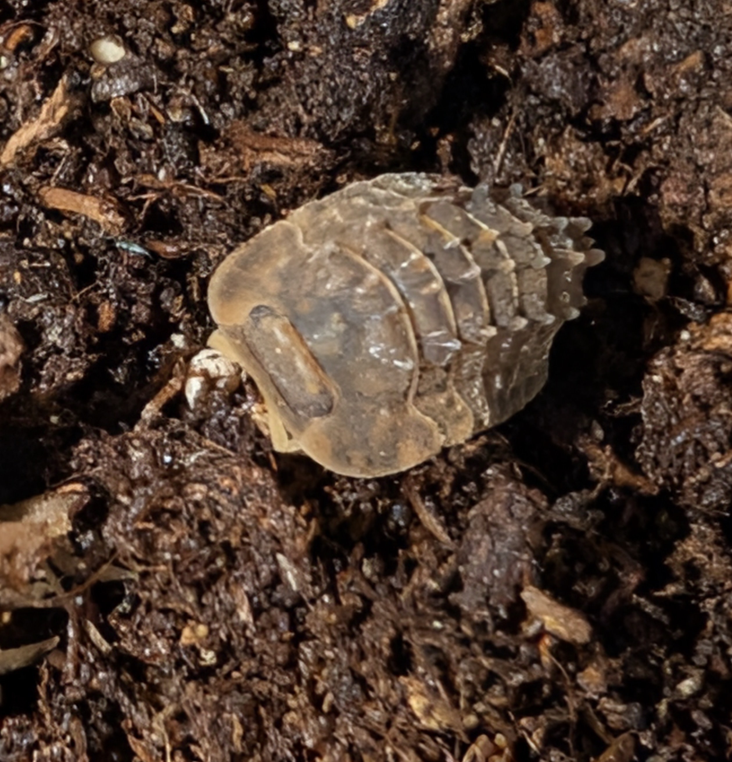 Armadillidae sp. Crocodillo