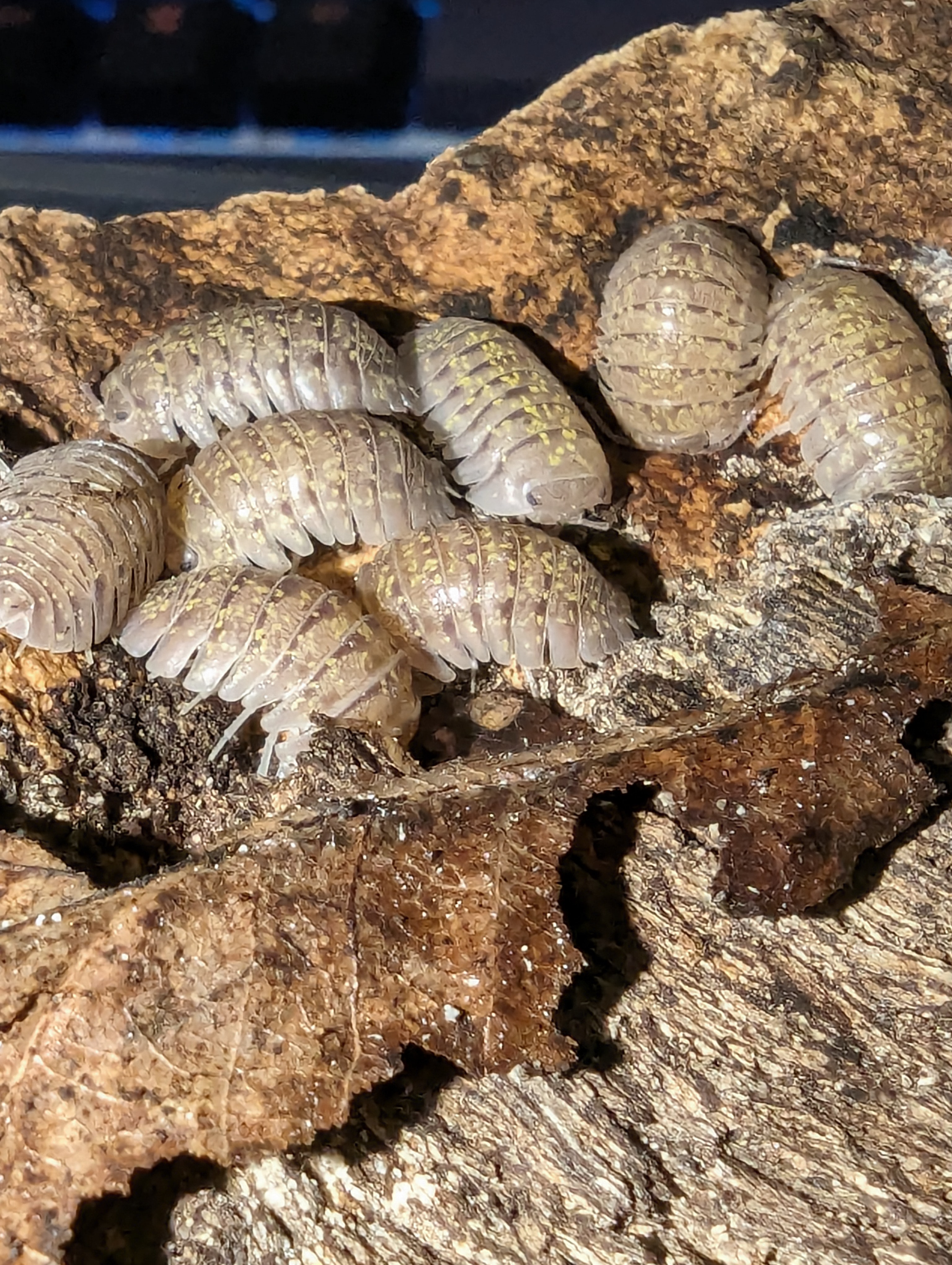 Armadillidium Ameglioi