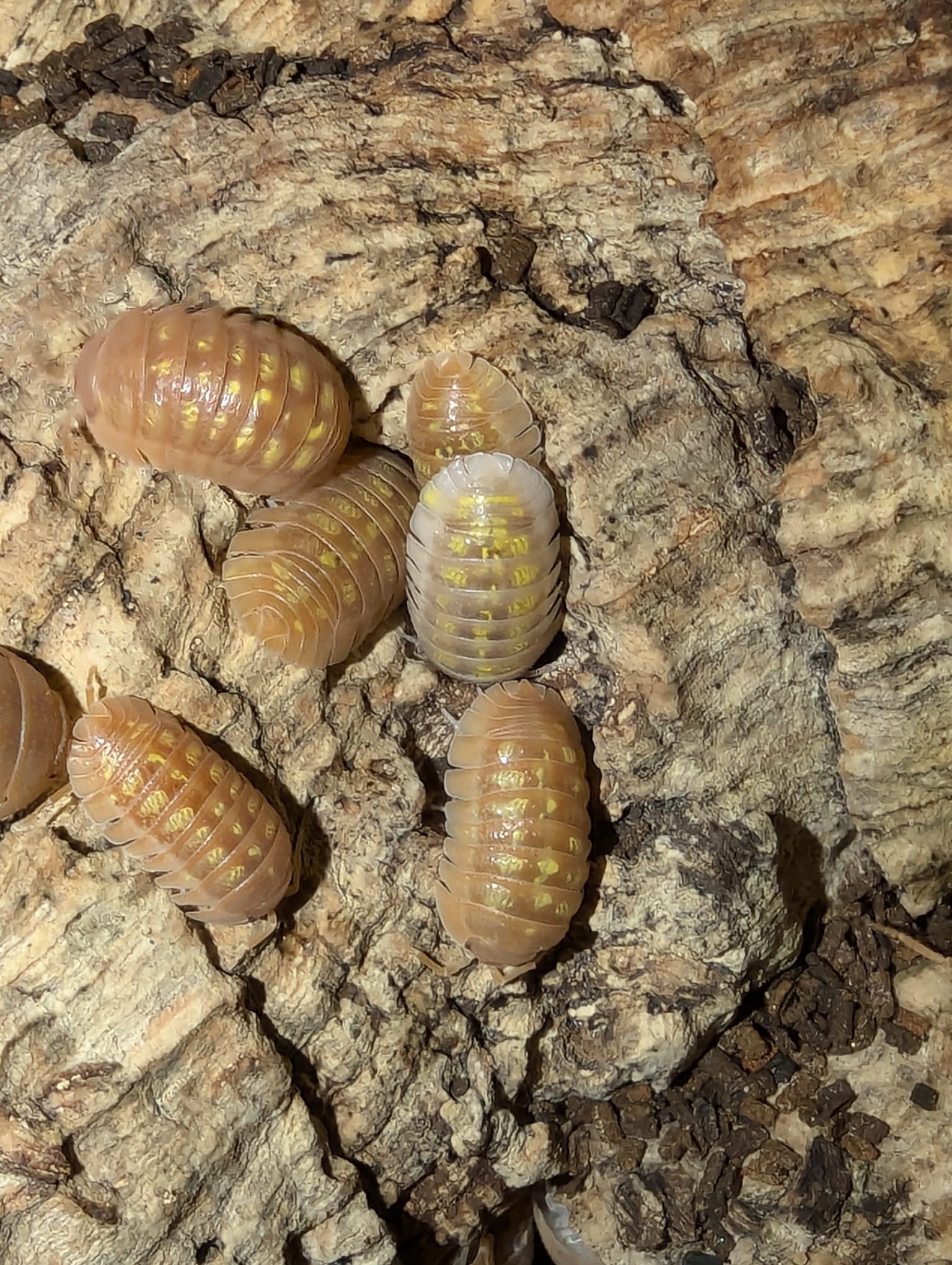 Armadillidium Granulatum "Orange"