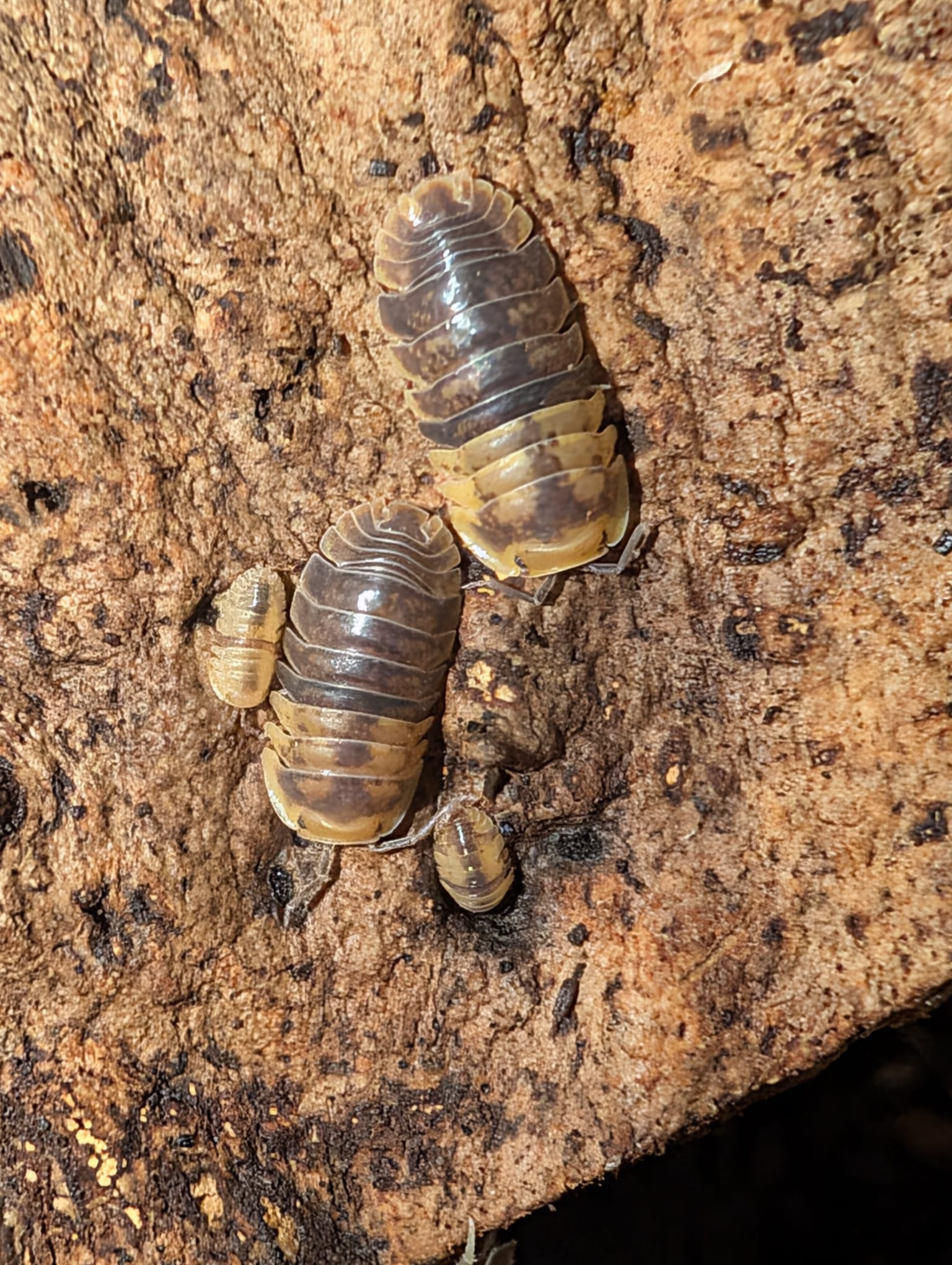 Filipinodillo sp. Batman