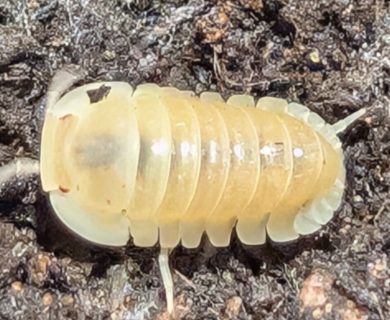 Cubaris Rubber Ducky "Albino"