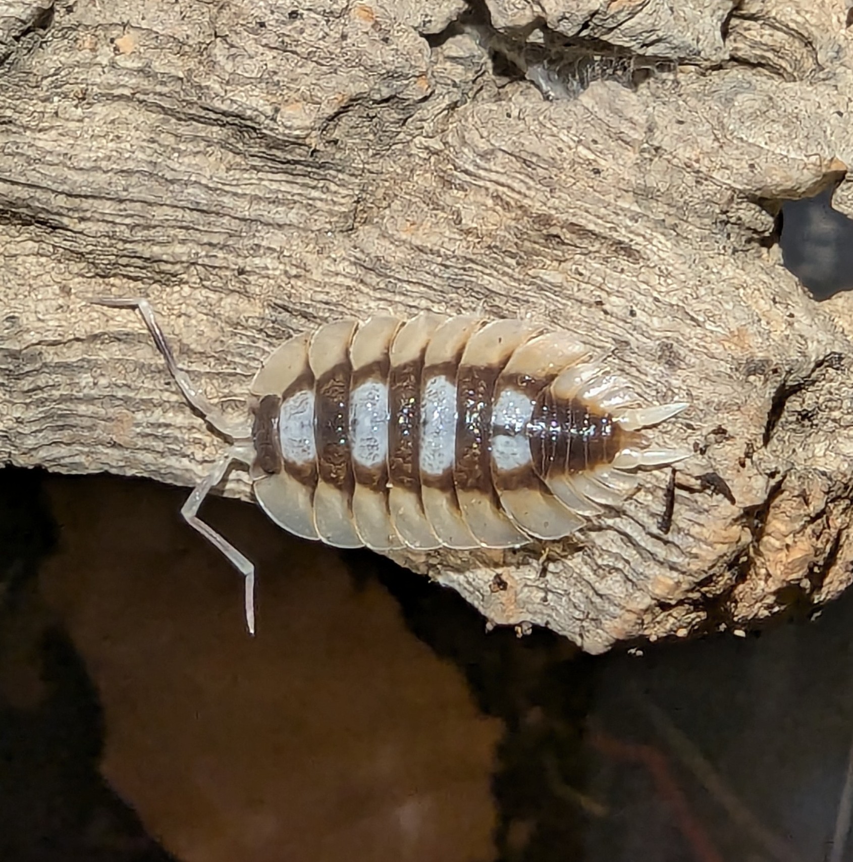Porcellio Expansus "Tortosa"