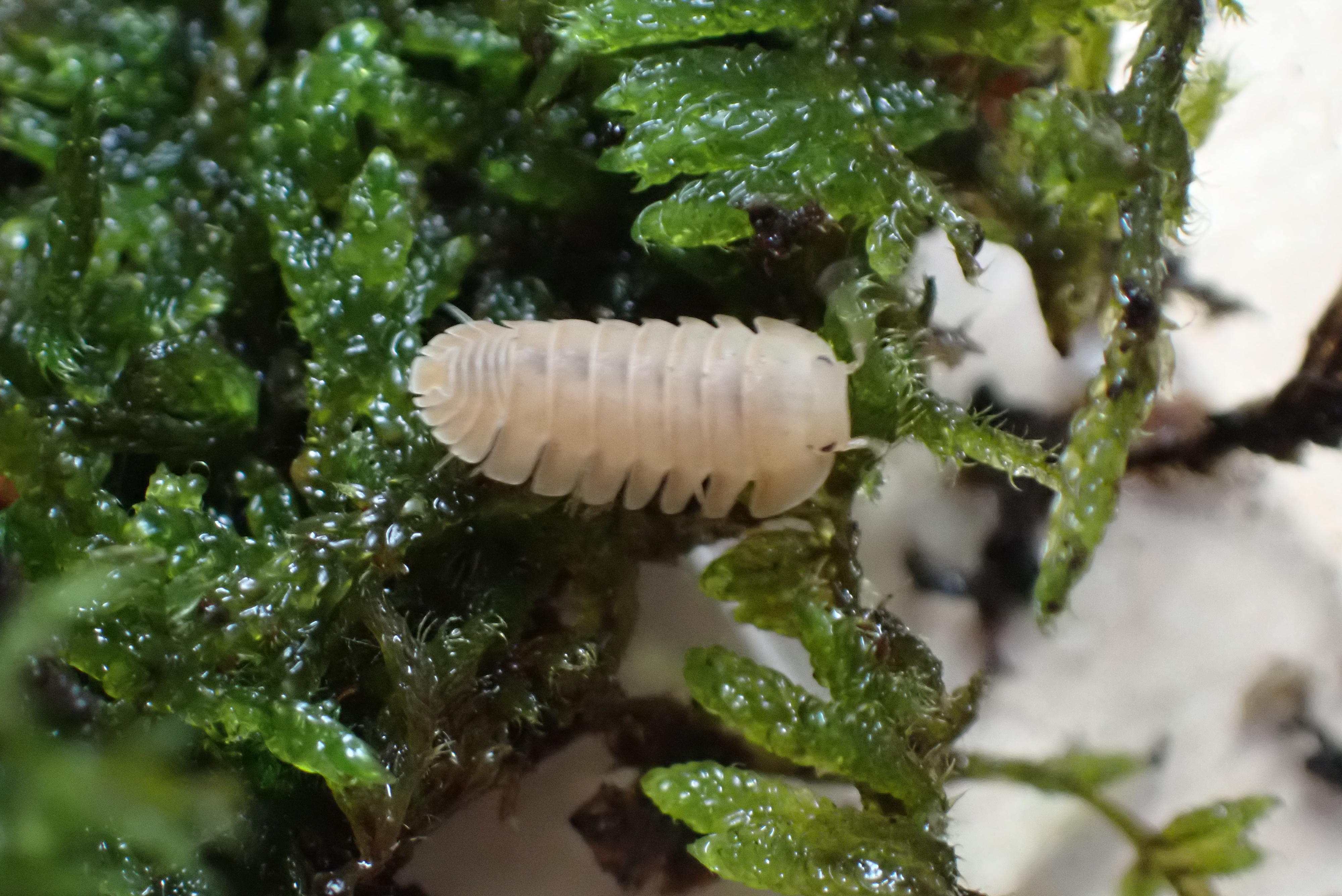 Cubaris Rosea