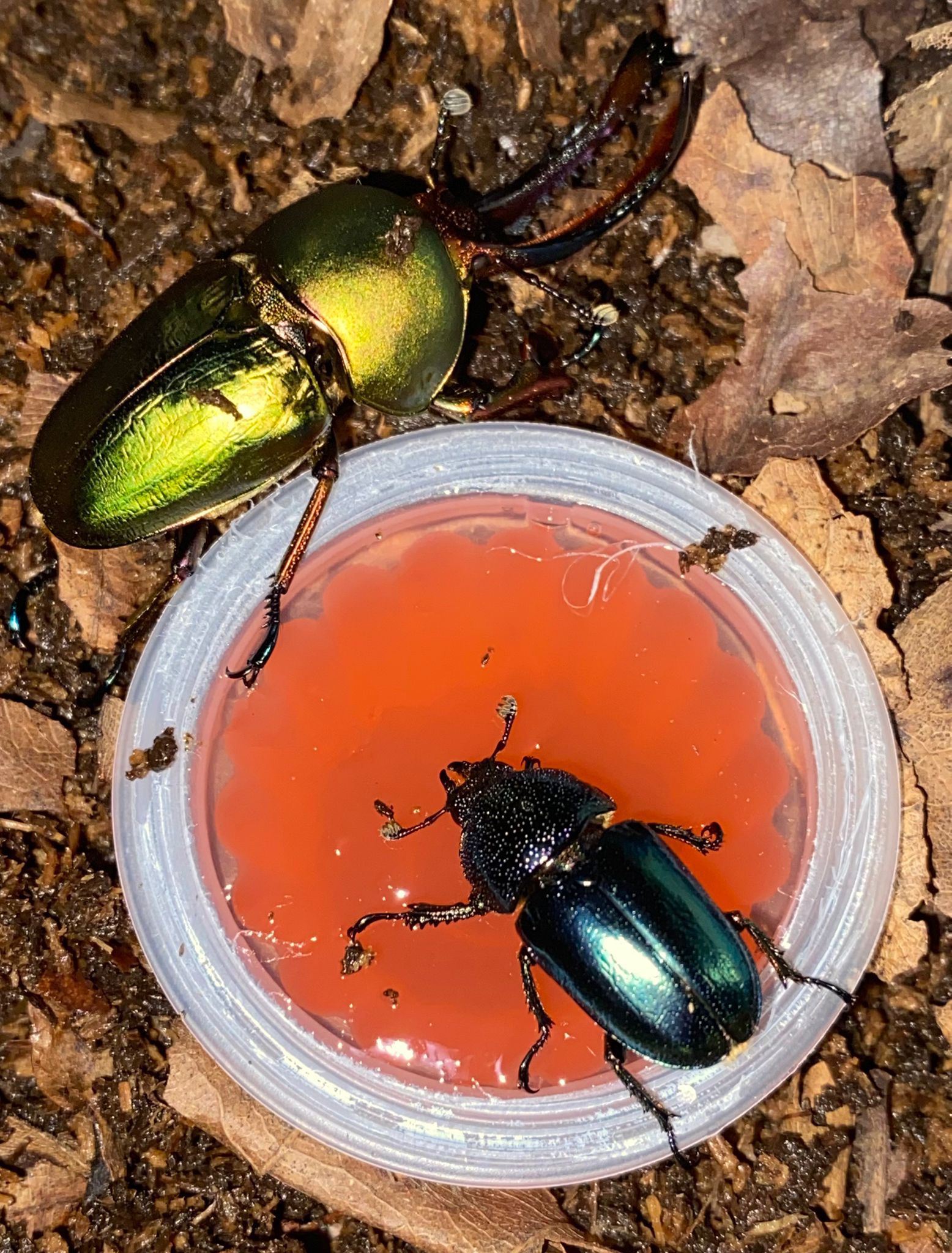 Lamprima Adolphinae - Jewel Stag Beetle