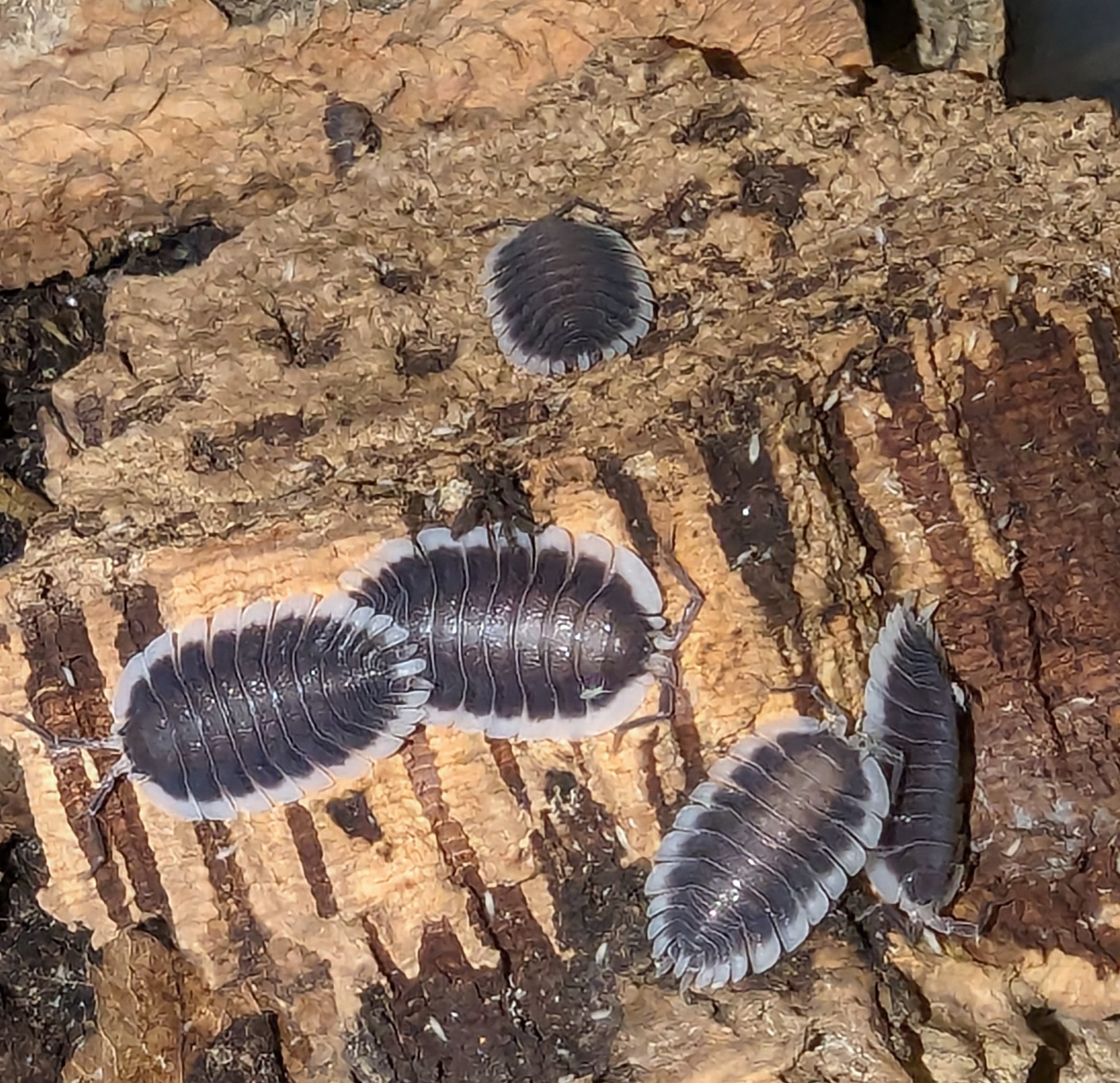 Porcellio Werneri
