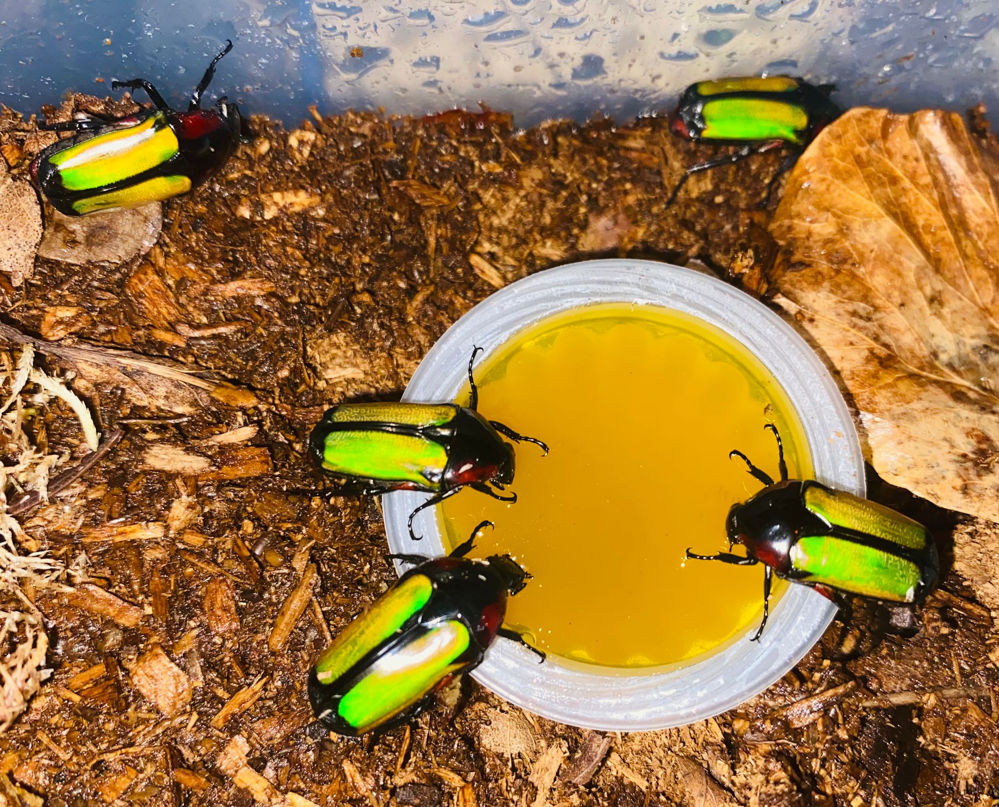 Chlorocala Conjux - Green Flower Beetle