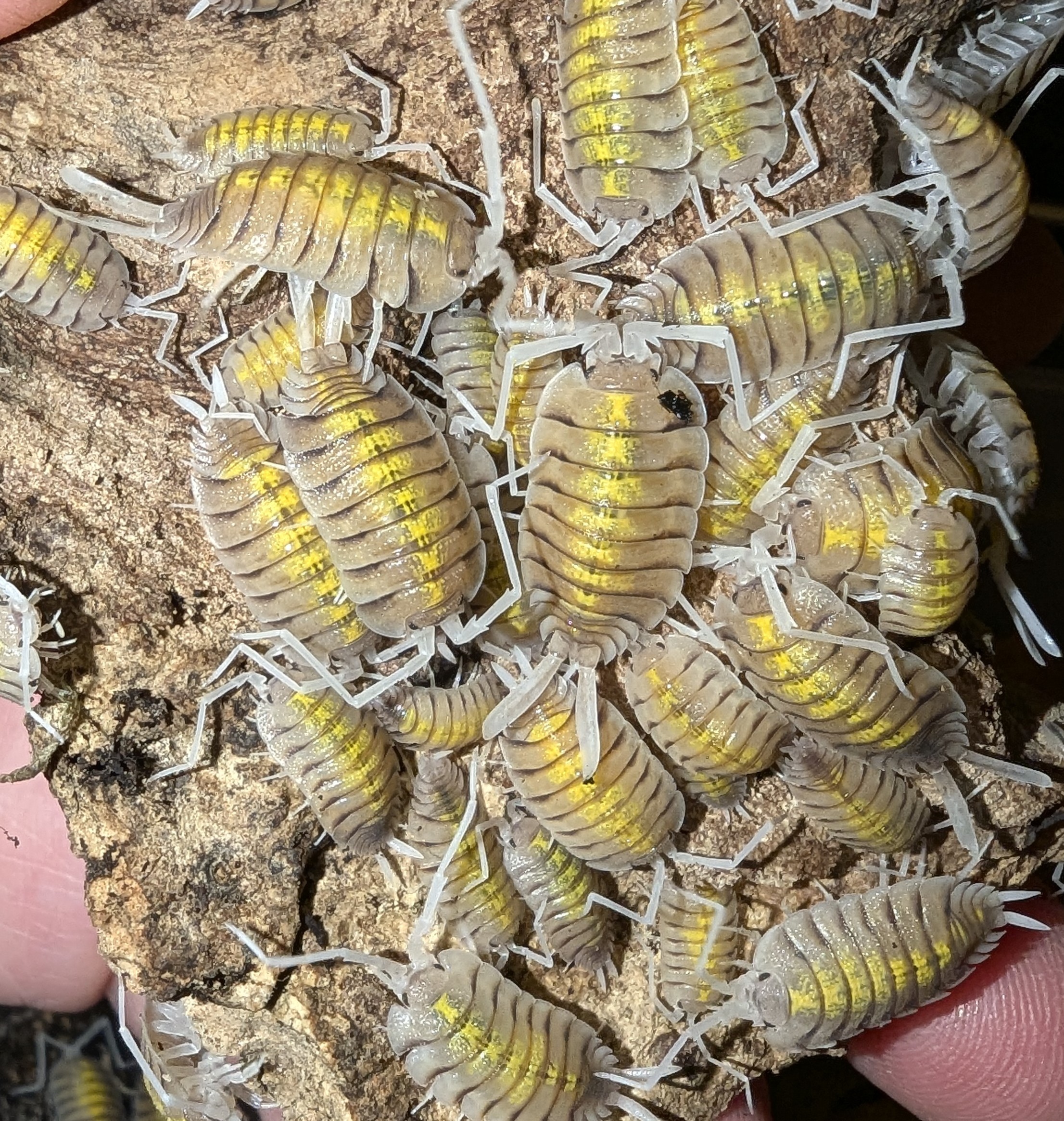 Porcellio Bolivari - Yellow Ghost