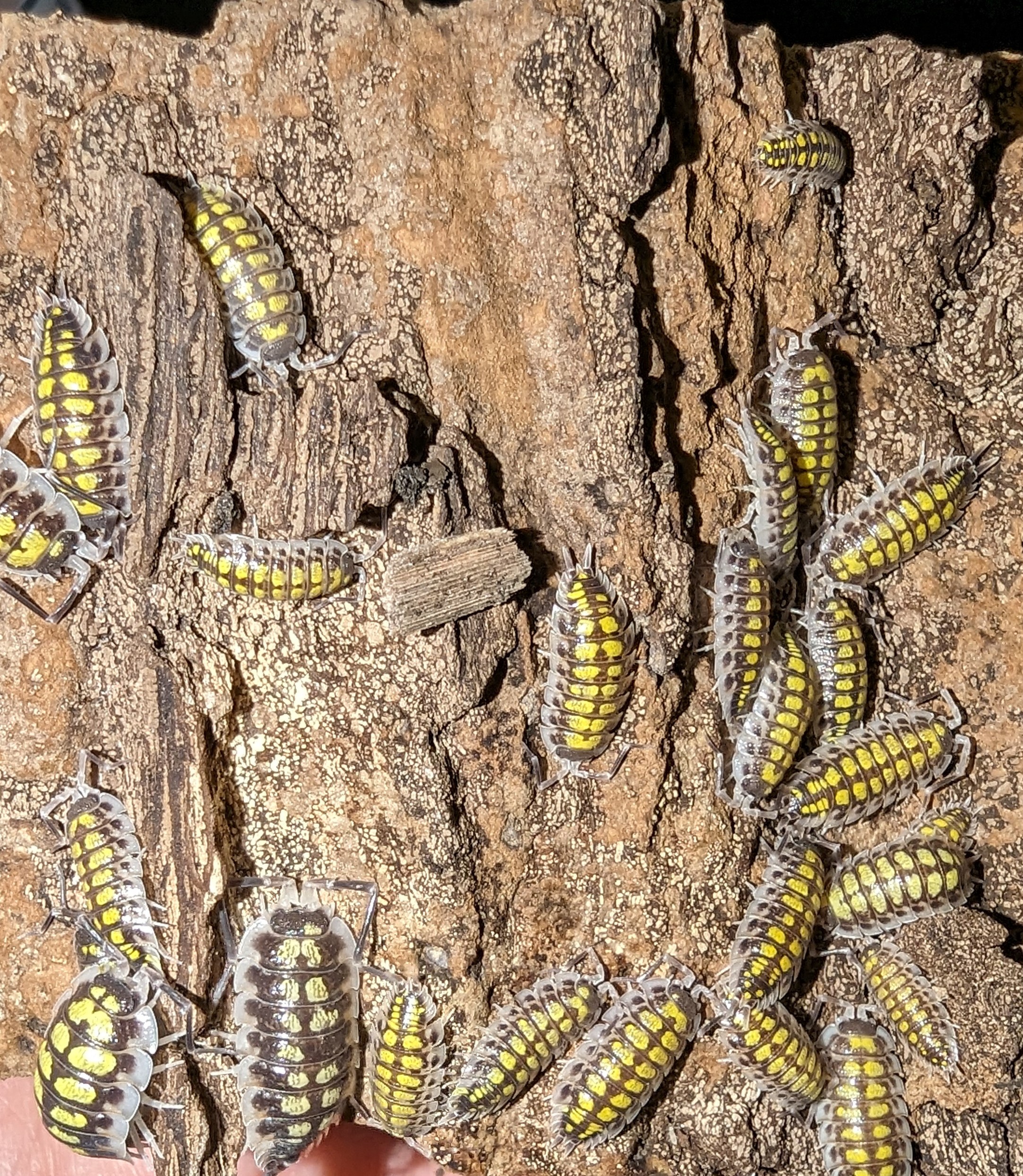 Porcellio Hassi High Yellow