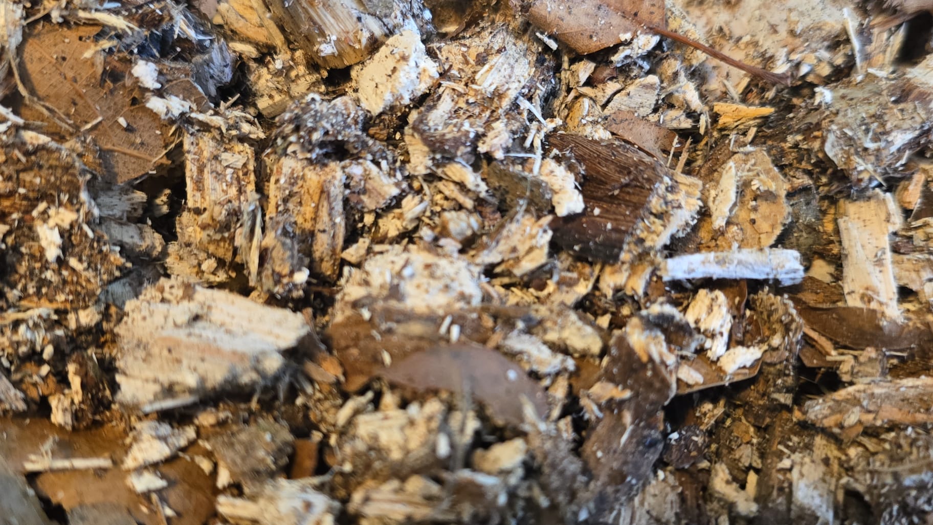 Rotting Wood