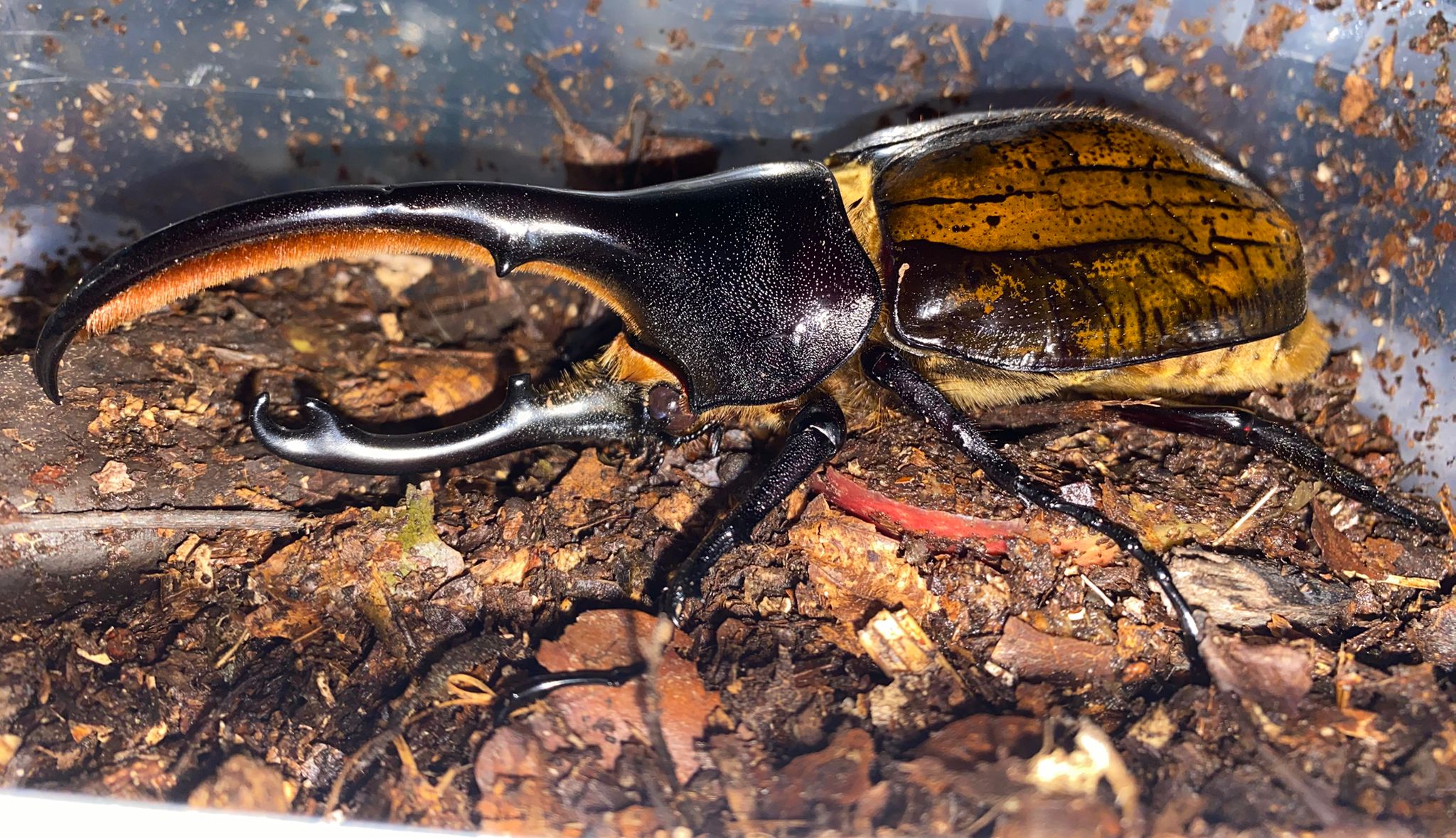 Dynastes Hercules Lychi - Hercules Rhino Beetle