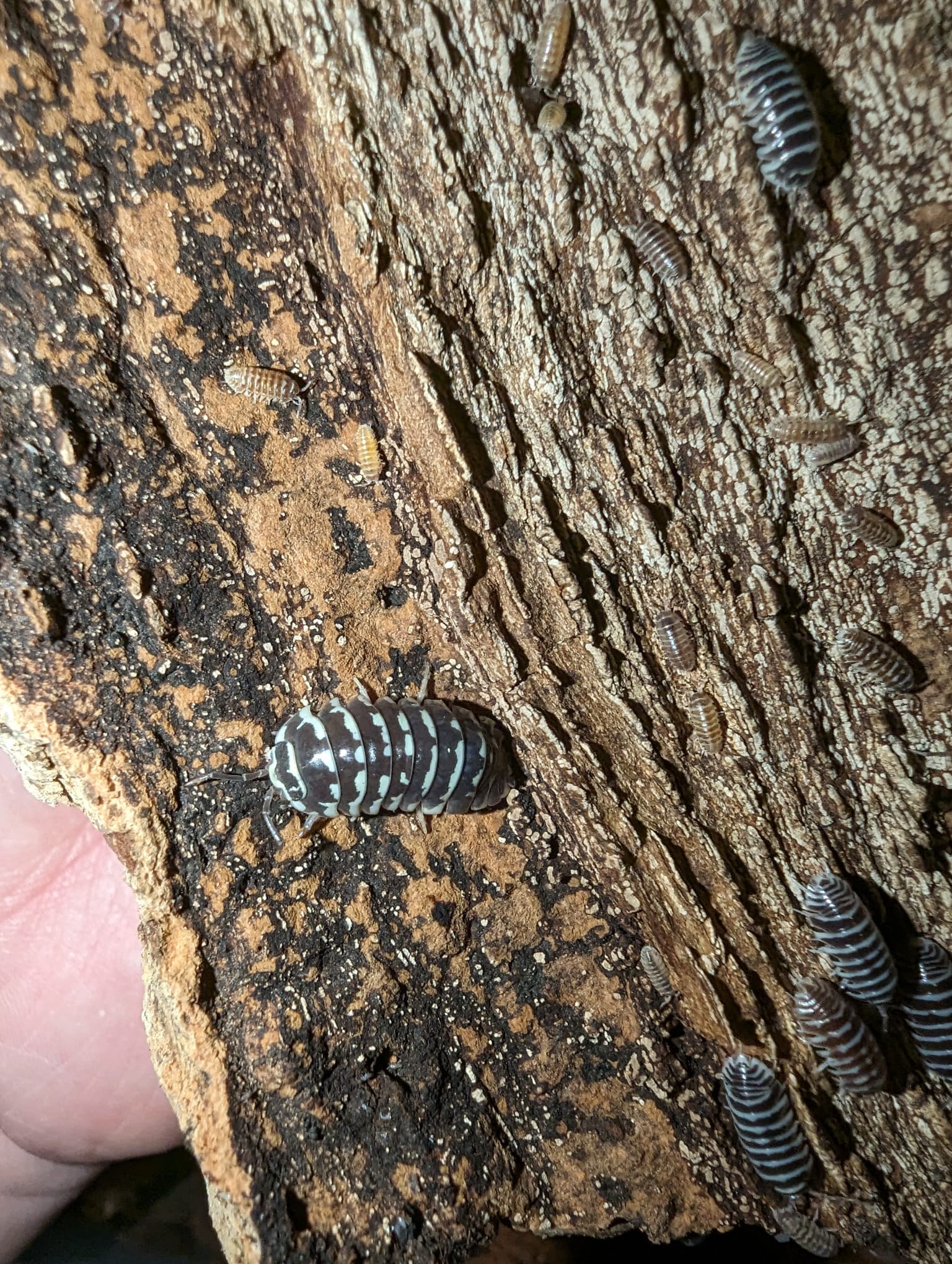 Armadillidium Maculatum "Zebra"