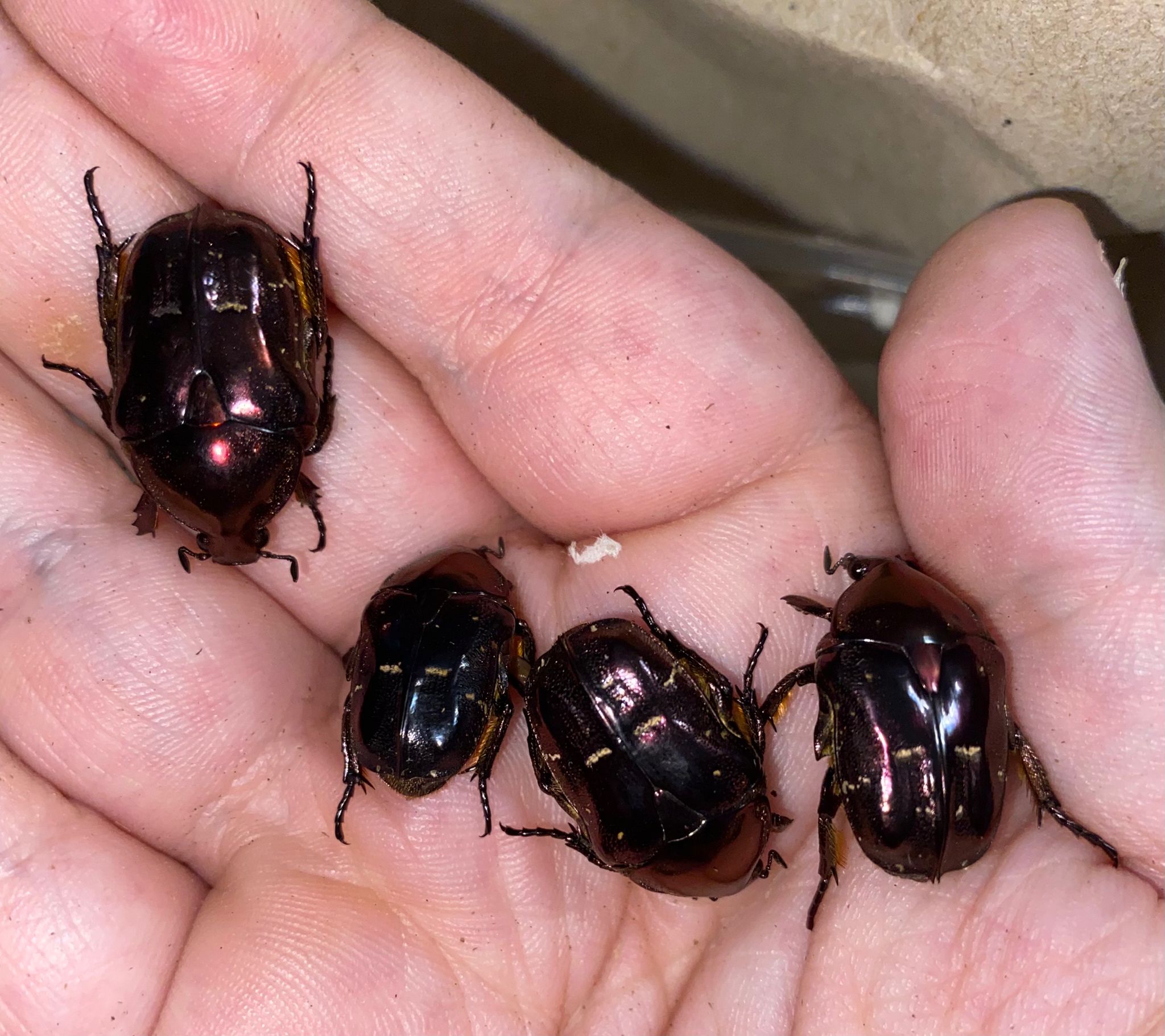 Protaetia Formosana - Formosa Flower Beetle