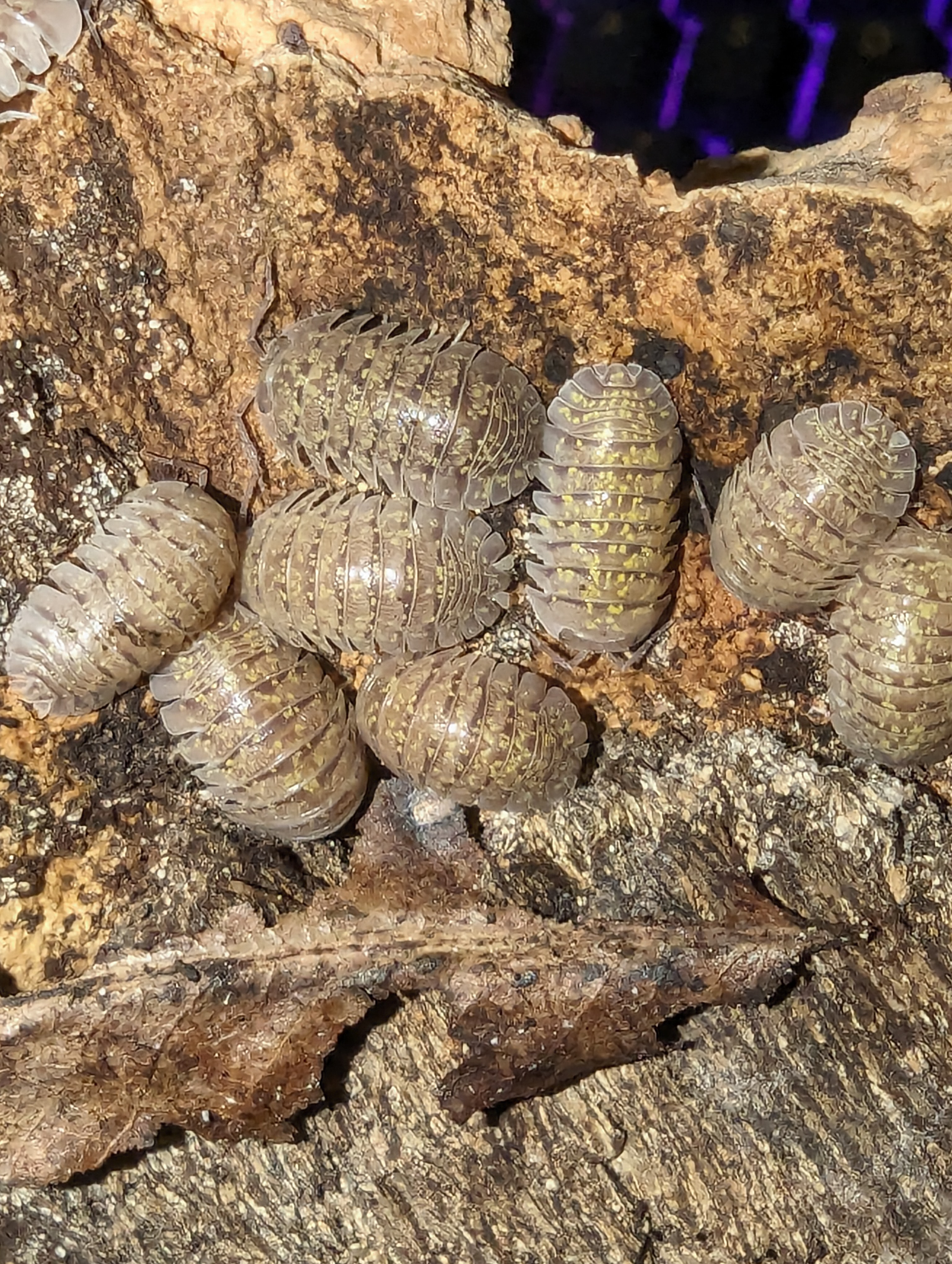Armadillidium Ameglioi