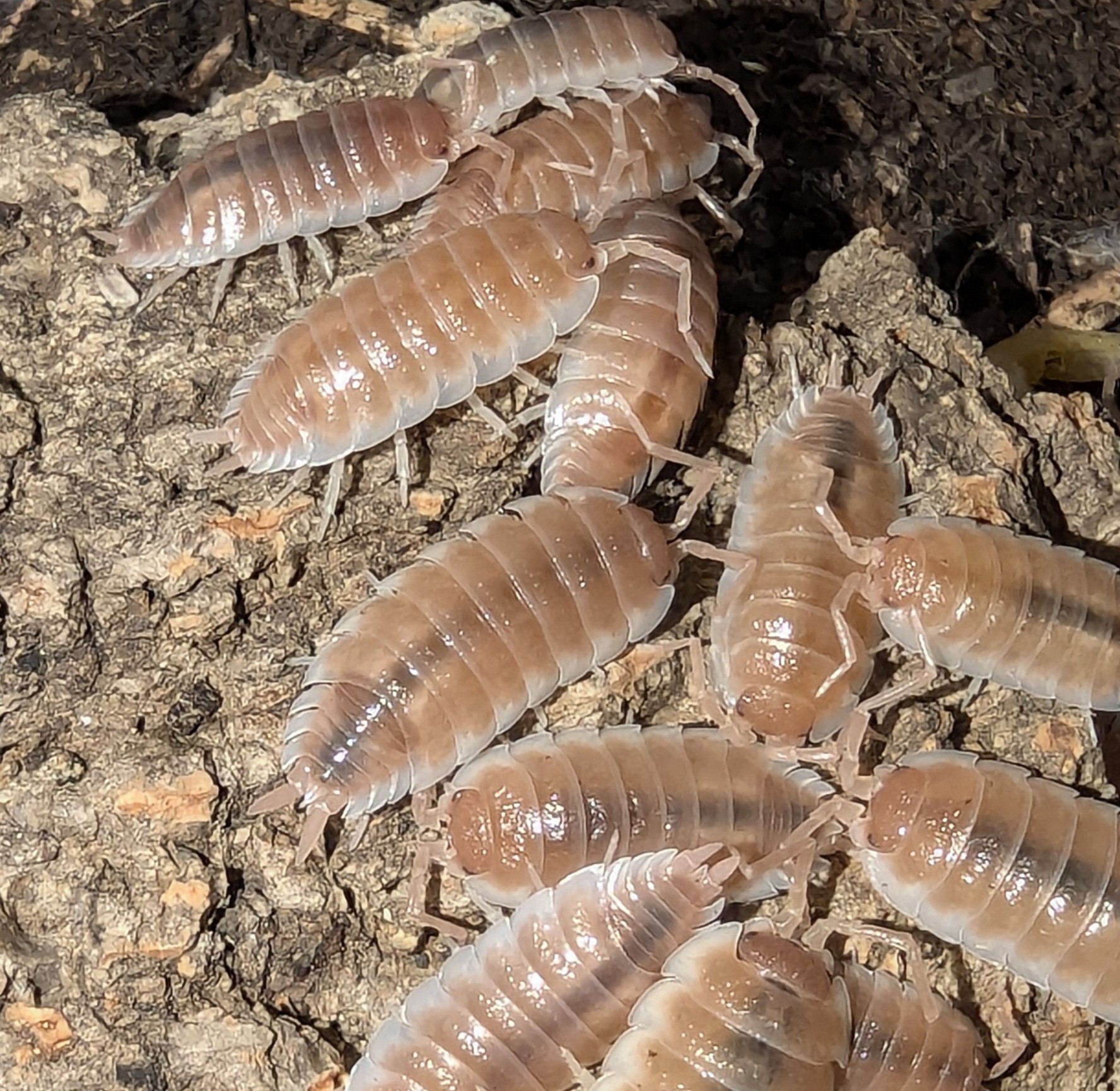Porcellio Sevilla "Caramel"
