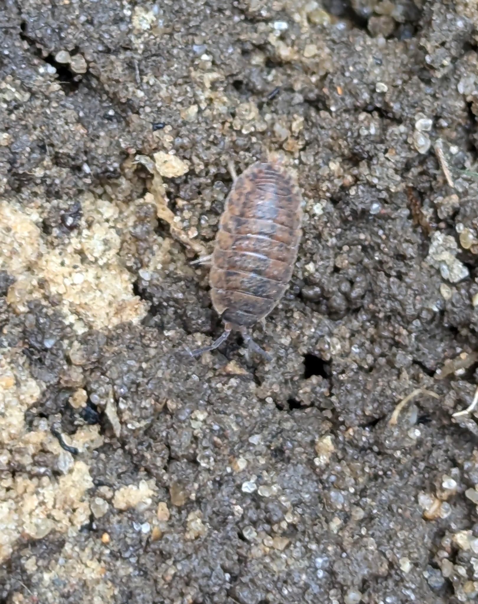 Porcellio Scaber "Lava"