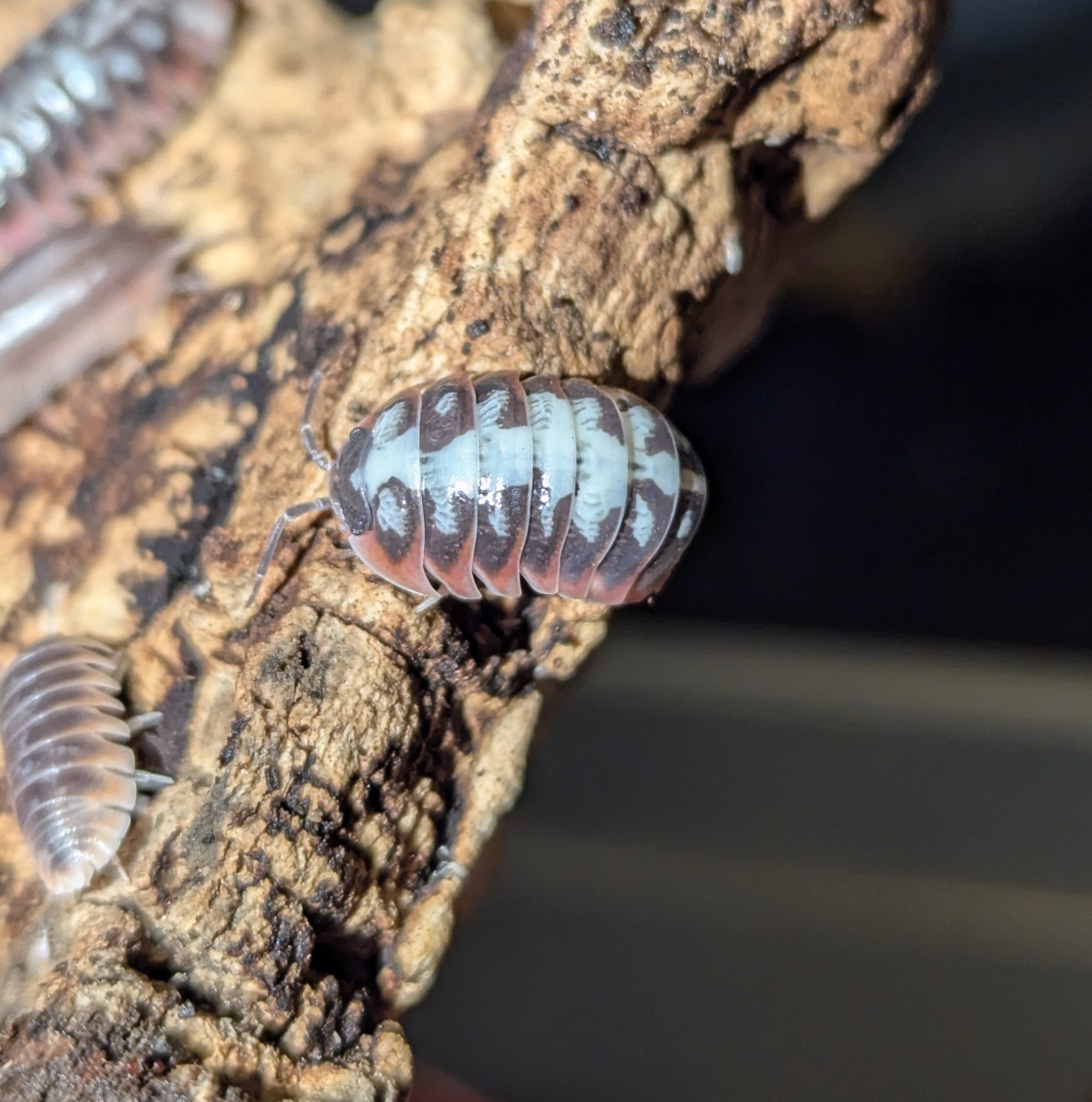 Armadillidium Klugii "Skeleton"