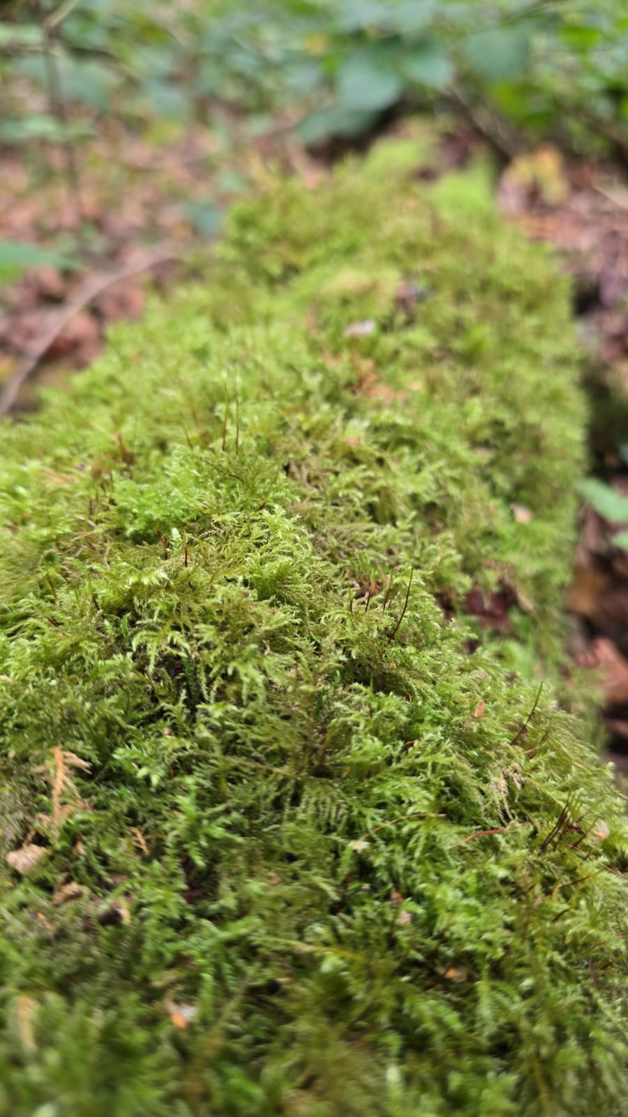 Live Moss